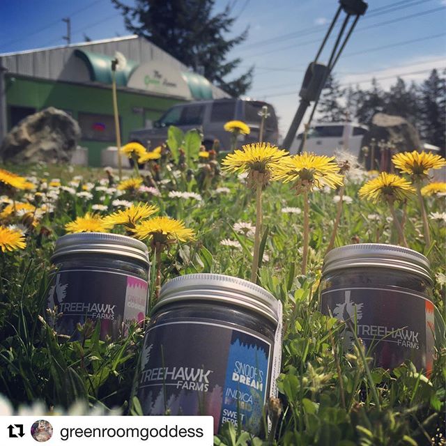 #Repost @greenroomgoddess with @get_repost
・・・
@treehawk.farms fresh #drop of #snoopsdream☁️ #candylandcookies🍬🍪 and #magnumpi🔍 in #grams and #eighths @thegreenroomwhidbey 🌲🦅🌲🦅🌲🦅🌲🦅🌲🦅🌲🦅🌲🦅🌲🦅🌲🦅🌲🦅🌲🦅🌲🦅🌲🦅🌲🦅🌲🦅🌲🦅🌲🦅🌲🦅🌲?