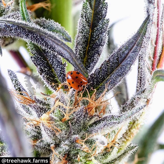 Did you know Tree Hawk is Pesticide free?! Let&rsquo;s give this hard working lady but some love! #Repost @thingsfromsteinfarm
・・・
Co-worker
Strain: Alion
Breeder: @pacificnwrootz
Cultivator: @treehawk.farms
#FREETHETREE
&bull;
&bull;
&bull;
&bull;
&