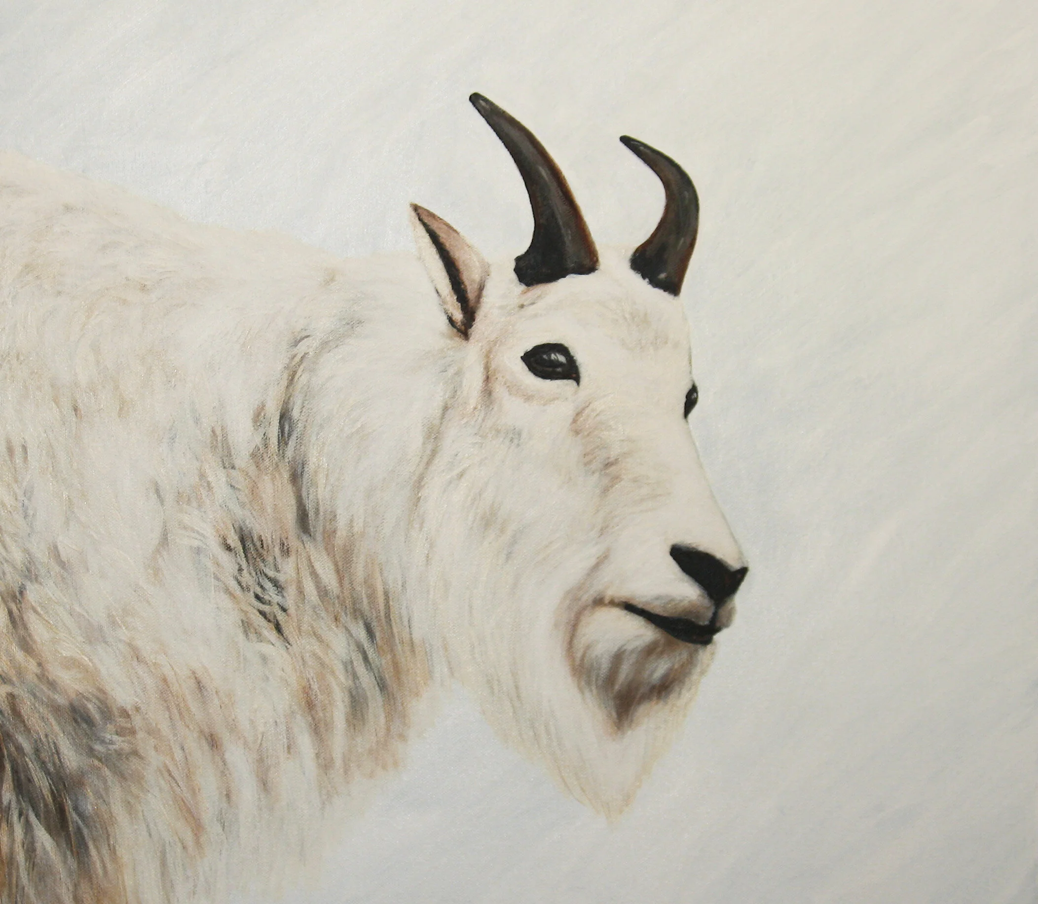 280 - Mountain Goat with White Background - acrylic on canvas 20 x 20 - Copy.jpg