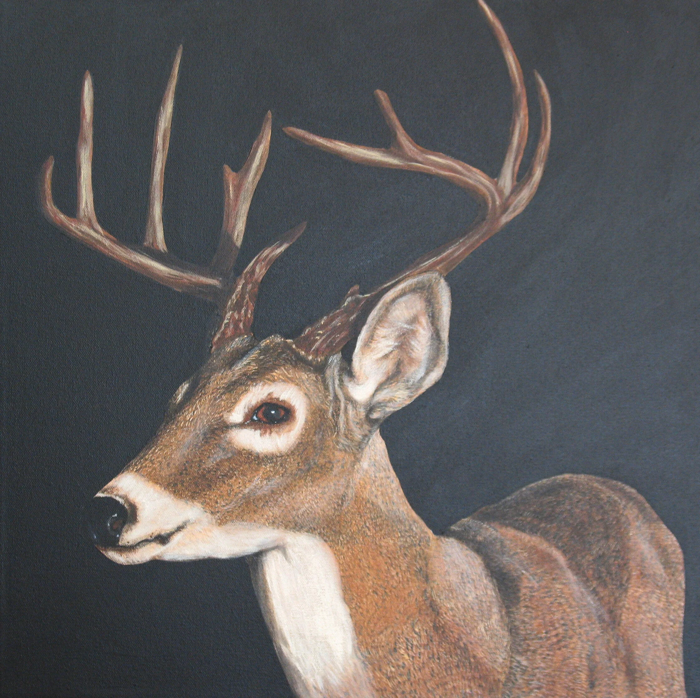 145 - Caught in the Headlights - acrylic on canvas 20 x 20 - Copy.jpg