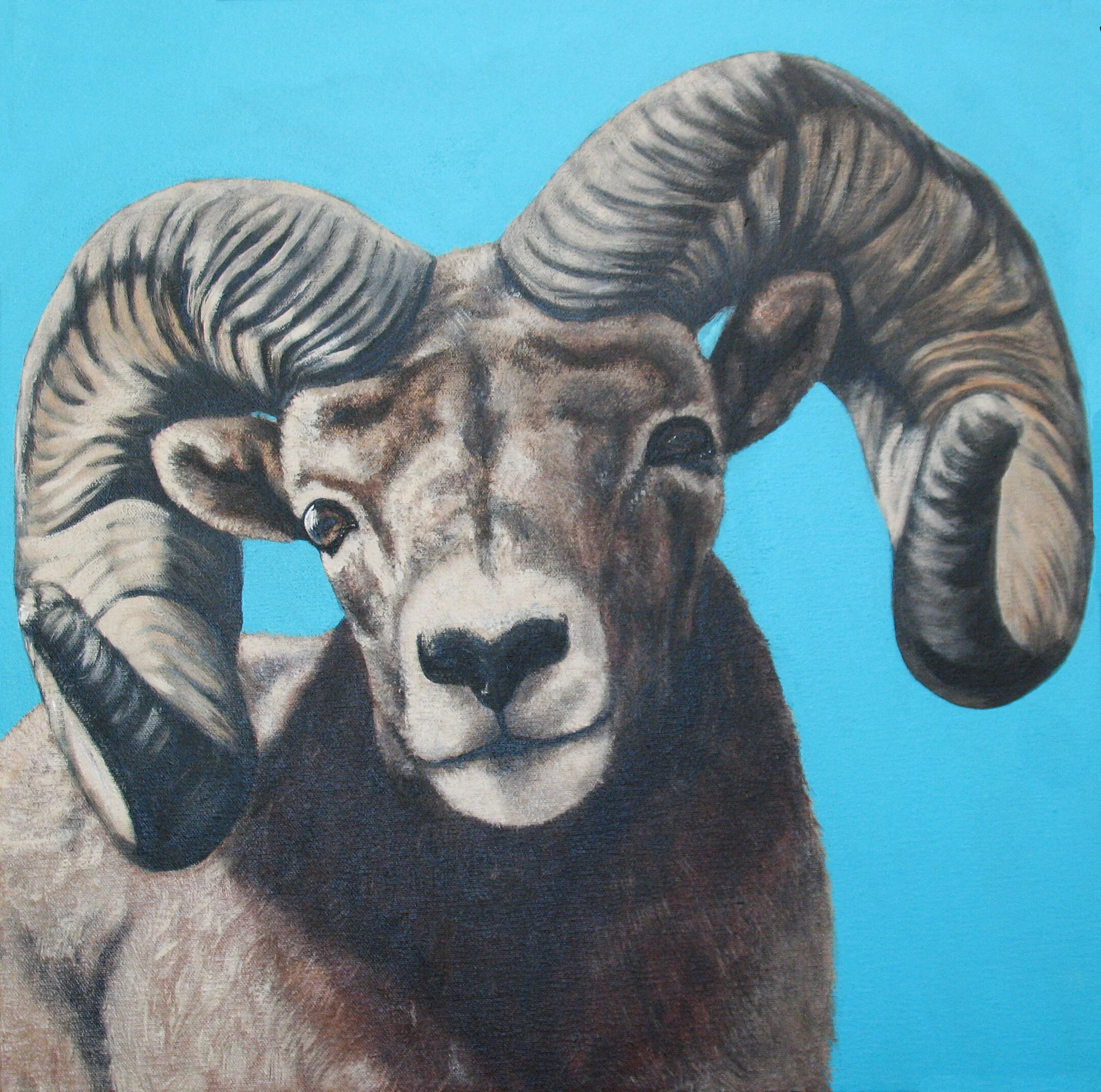 247 - Big Horn Sheep with Bright Blue Sky - acrylic on canvas 20 x 20 - Copy.jpg