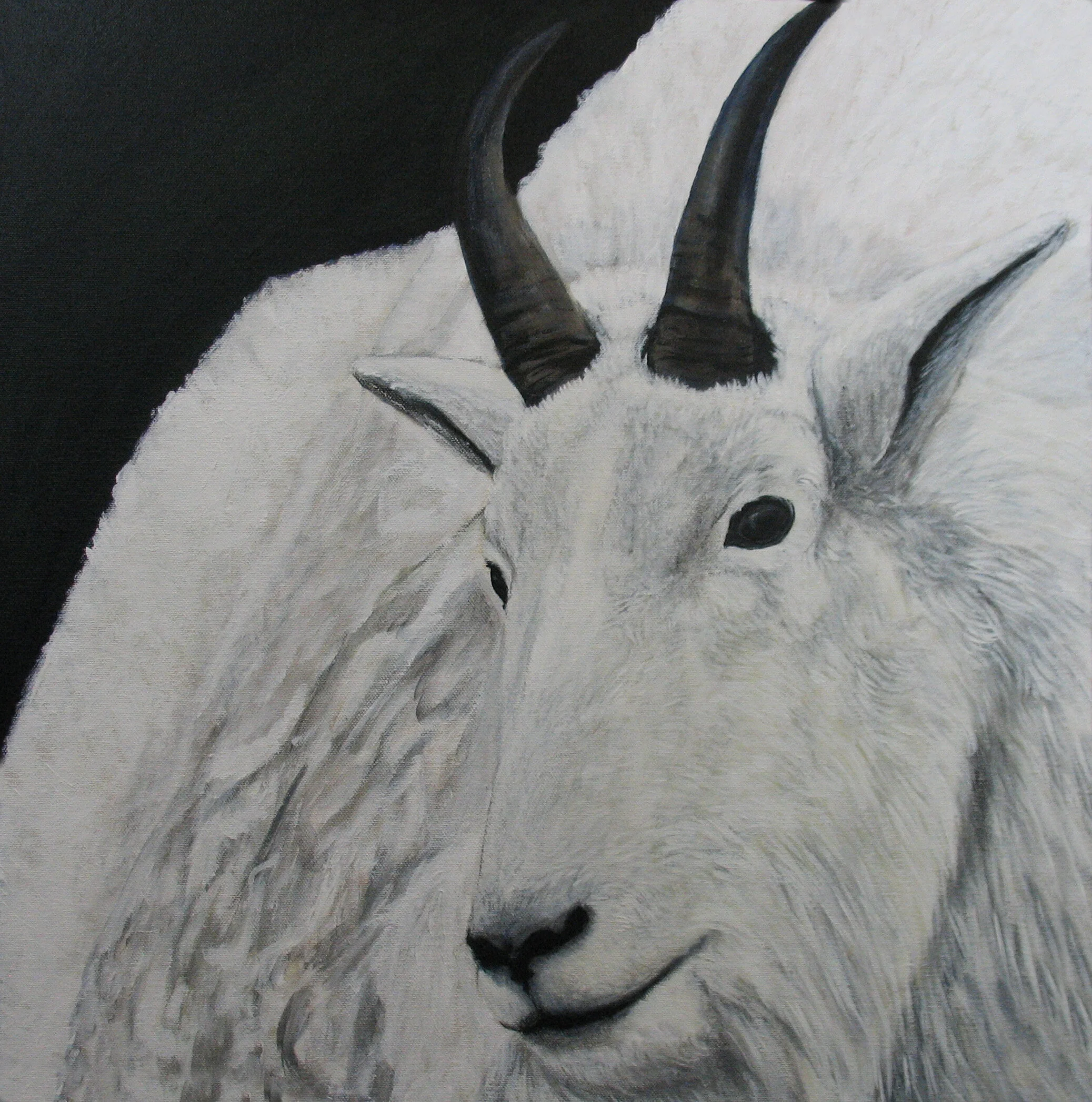 210 - Mountain Goat - acrylic on canvas 20 x 20.jpg