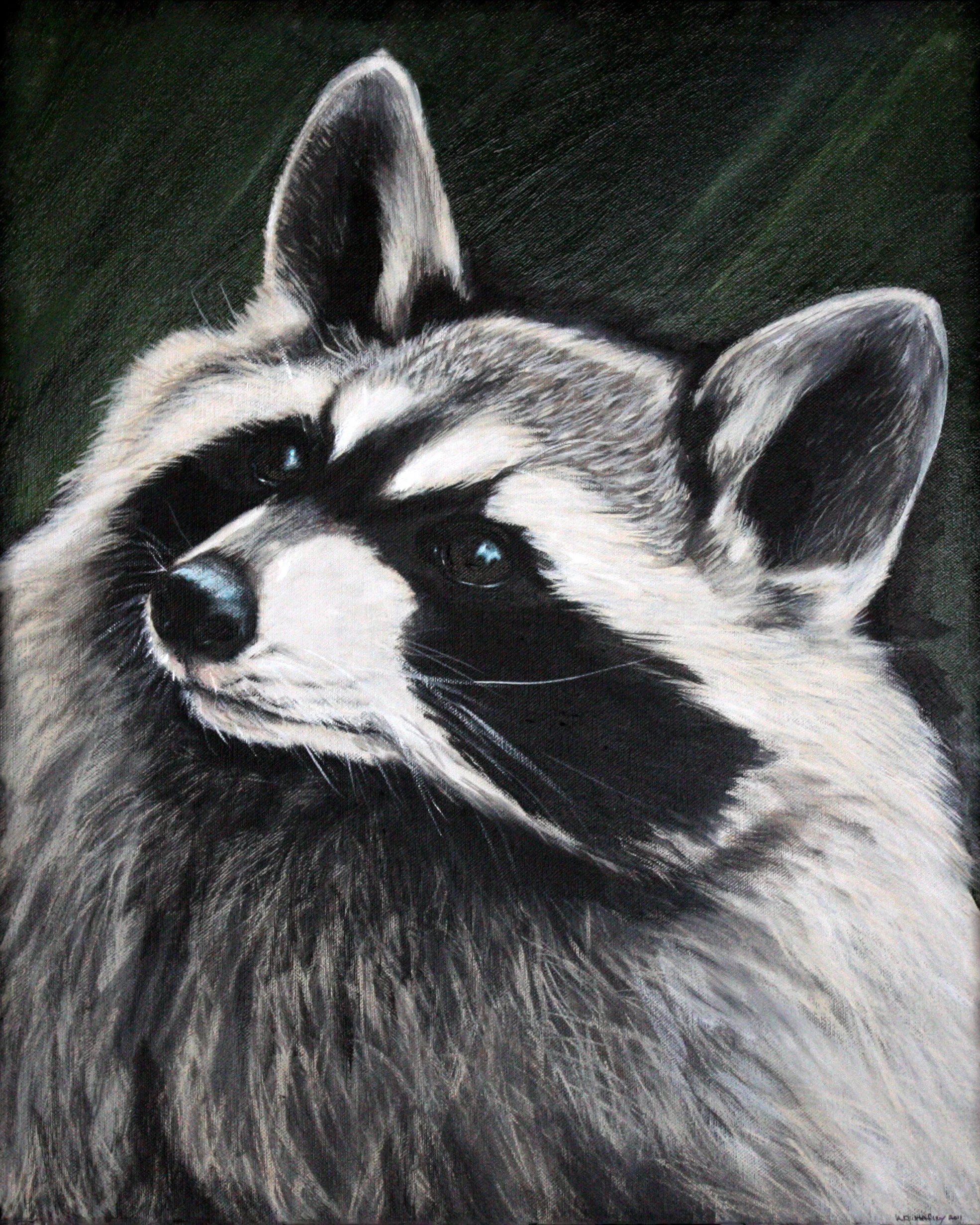 316 - Curious Coon - acrylic on canvas 16 x 20.jpg