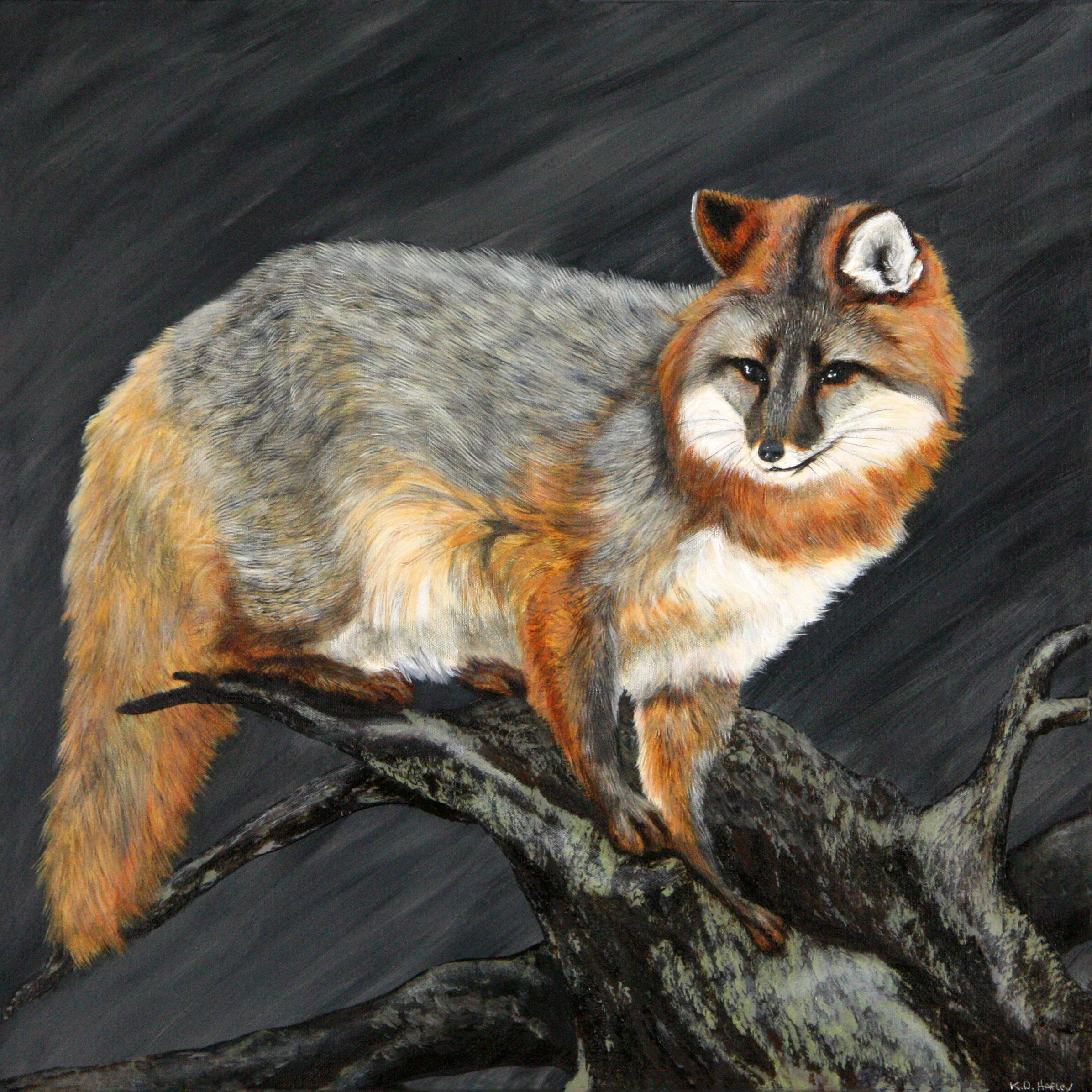 379 - Perched Gray Fox - acrylic on canvas 24 x 24.jpg