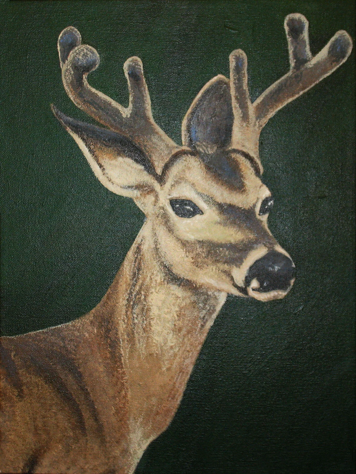 286 - The Yearling - acrylic on canvas 12 x 16.jpg