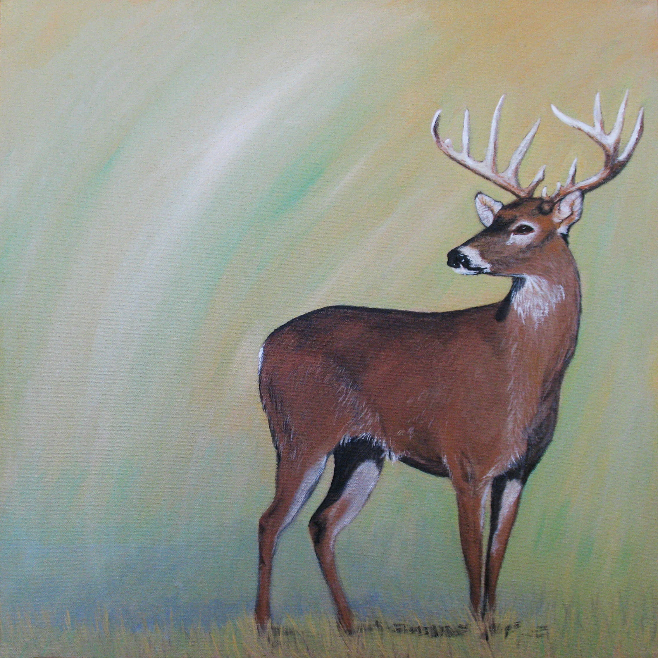 290 - Buck in Yellow - acrylic on canvas 20 x 20.jpg