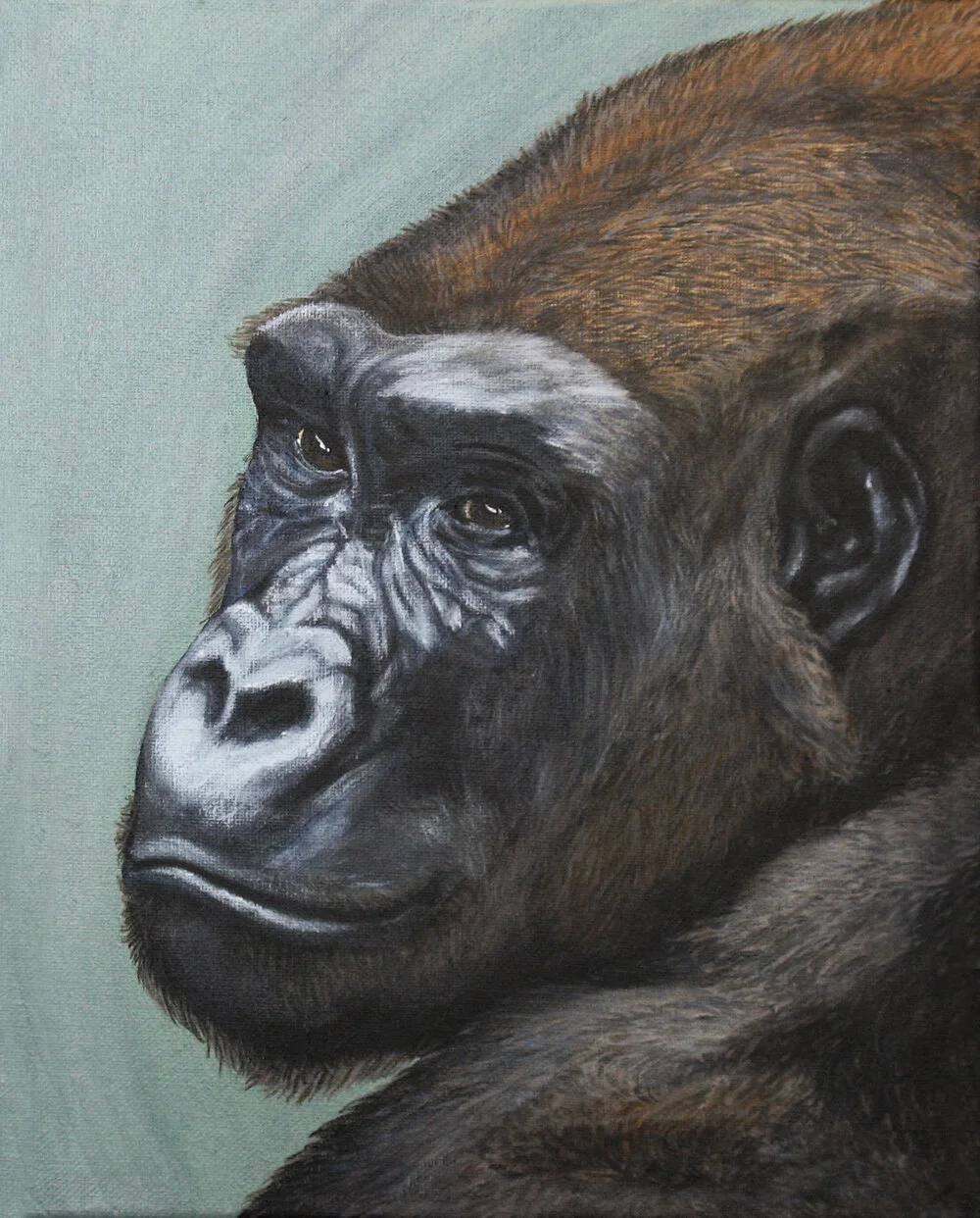 243 - Dallas Zoo Gorilla - acrylic on canvas 11 x 14.jpg