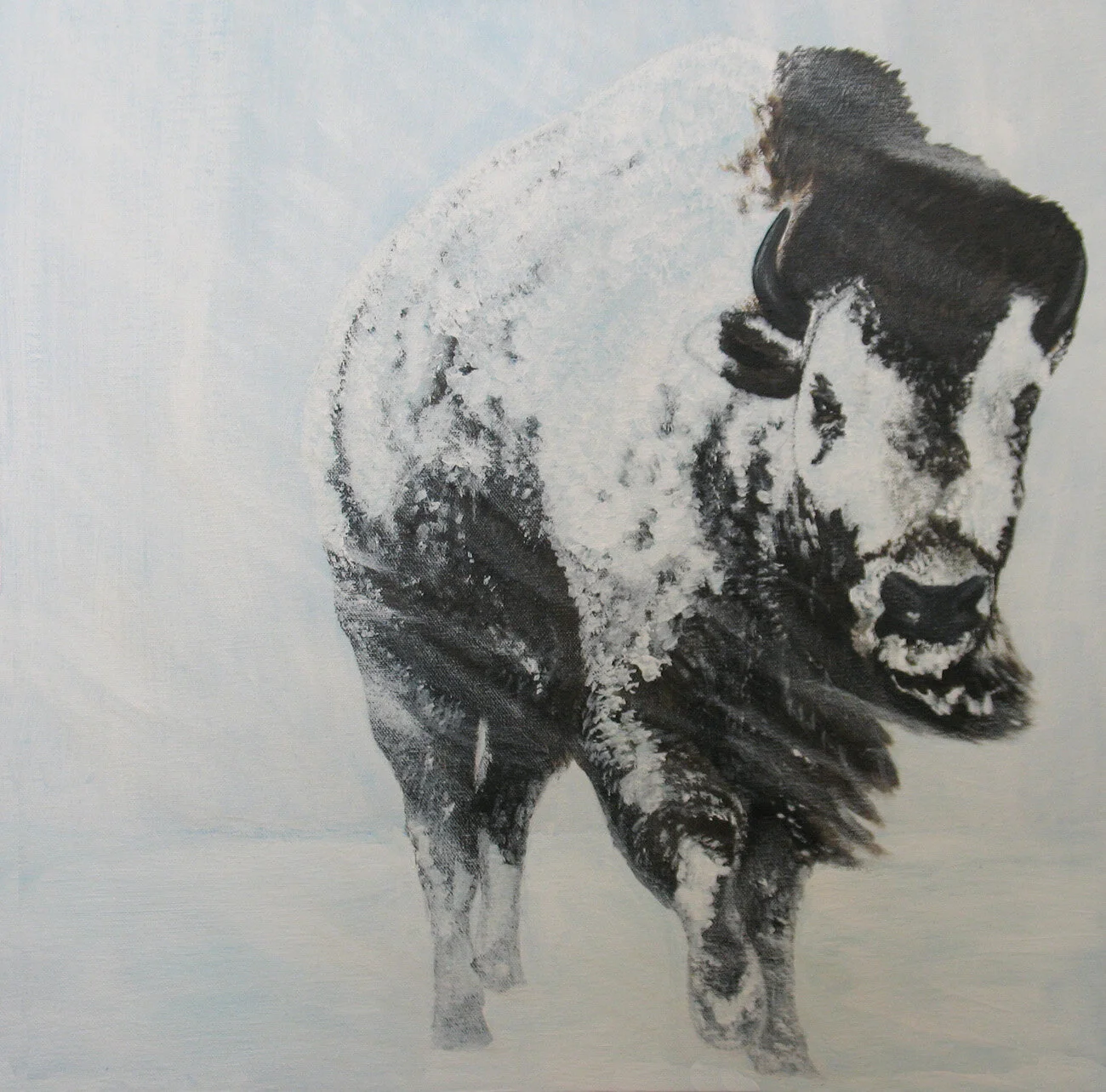 259 - Bluffalo in Blizzard - acrylic on canvas 20 x 20.jpg