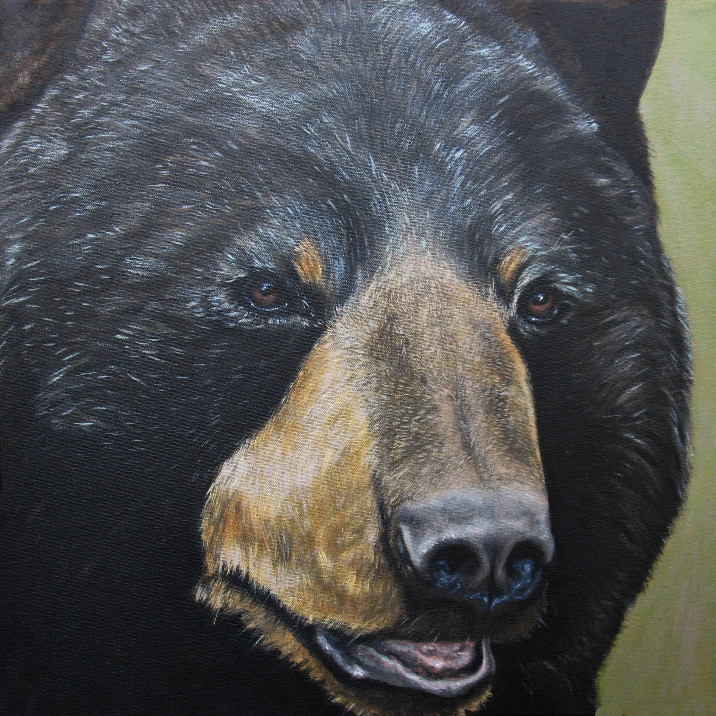 257 - Graying Black Bear - acrylic on canvas 20 x 20.jpg