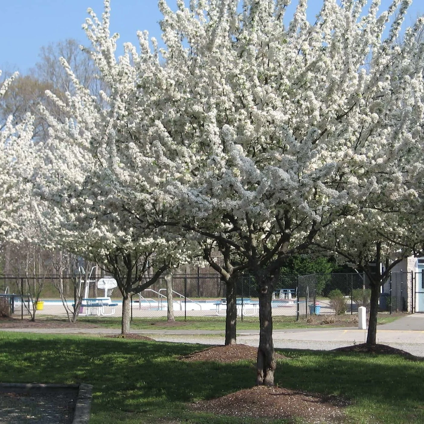carterpark.jpg