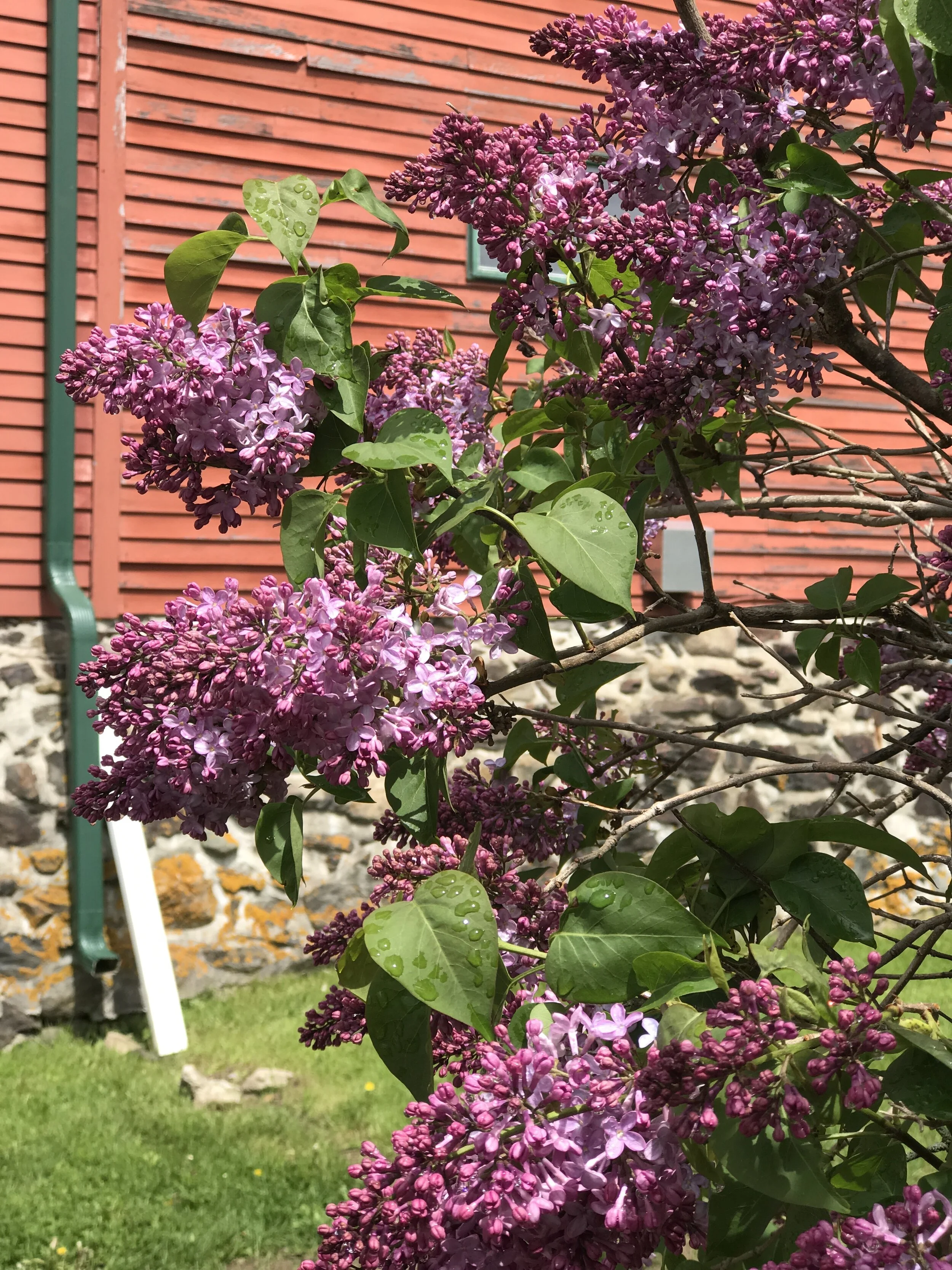 Newsletter: June 2020