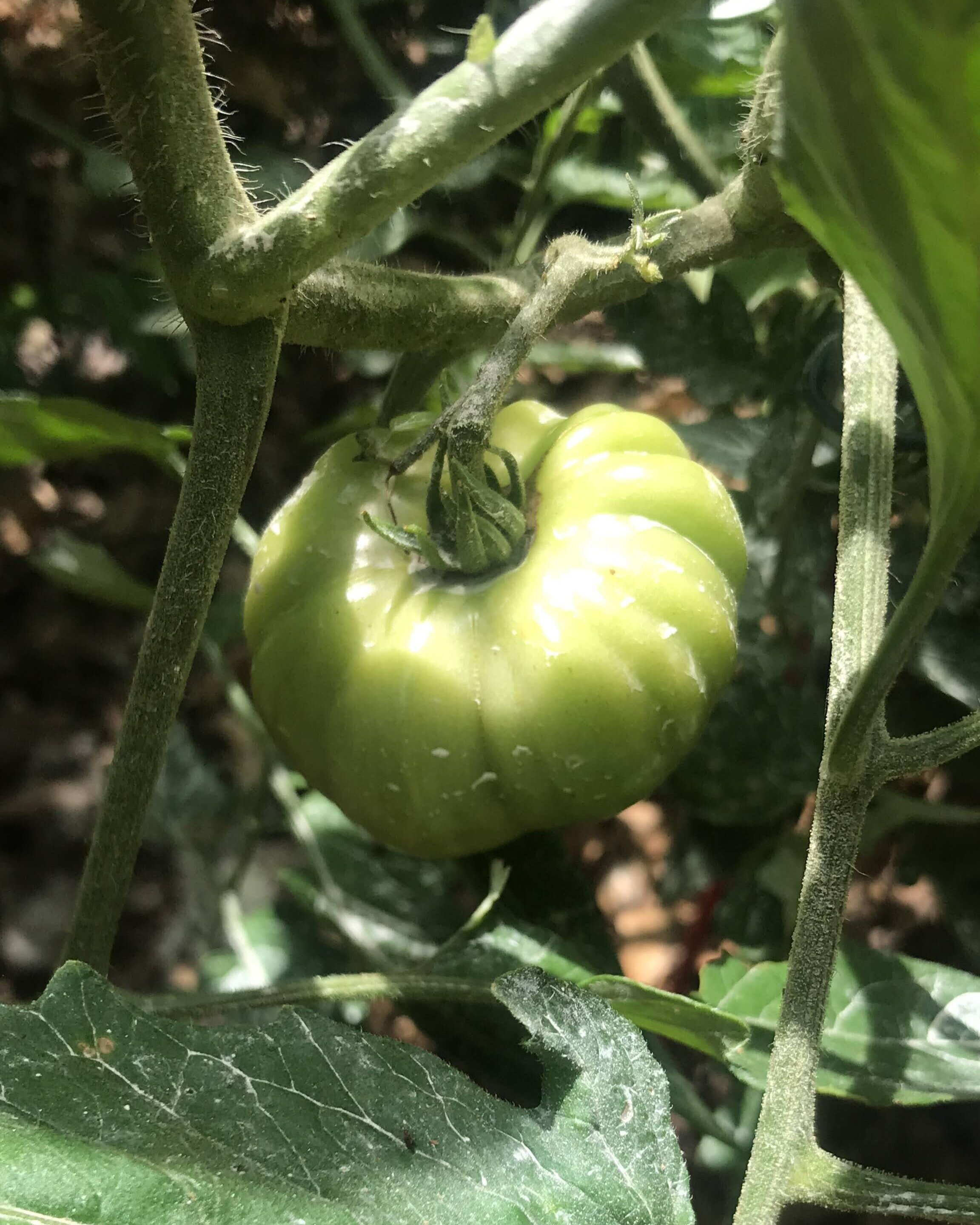 New Tomato from Vibrational Living Home Garden