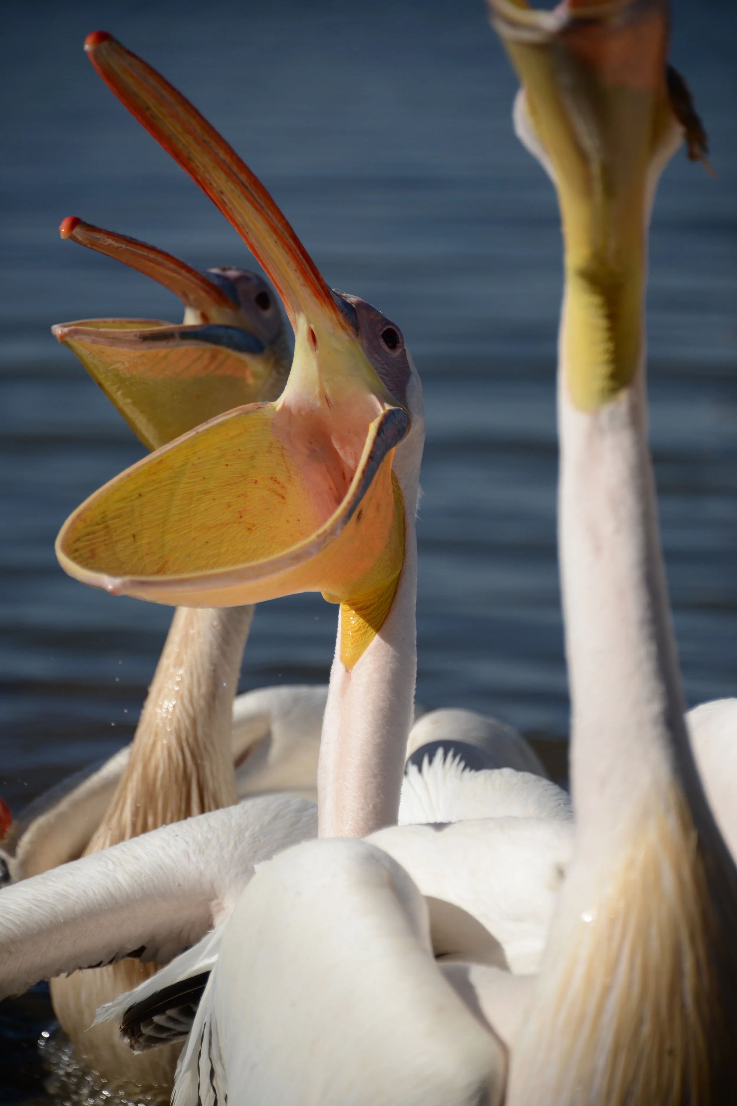 Ethiopia. Hungry pelicans at the fish market.
