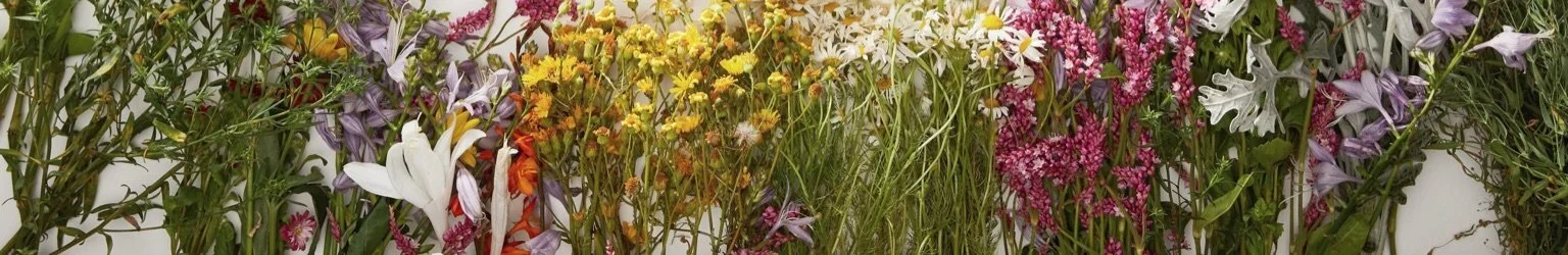 herbs cropped.jpeg