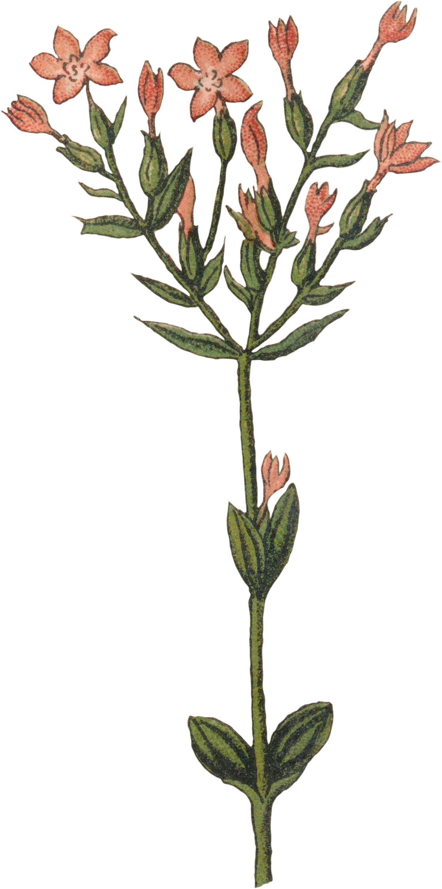 38 Centaurium erythraea - Common Centaury.png