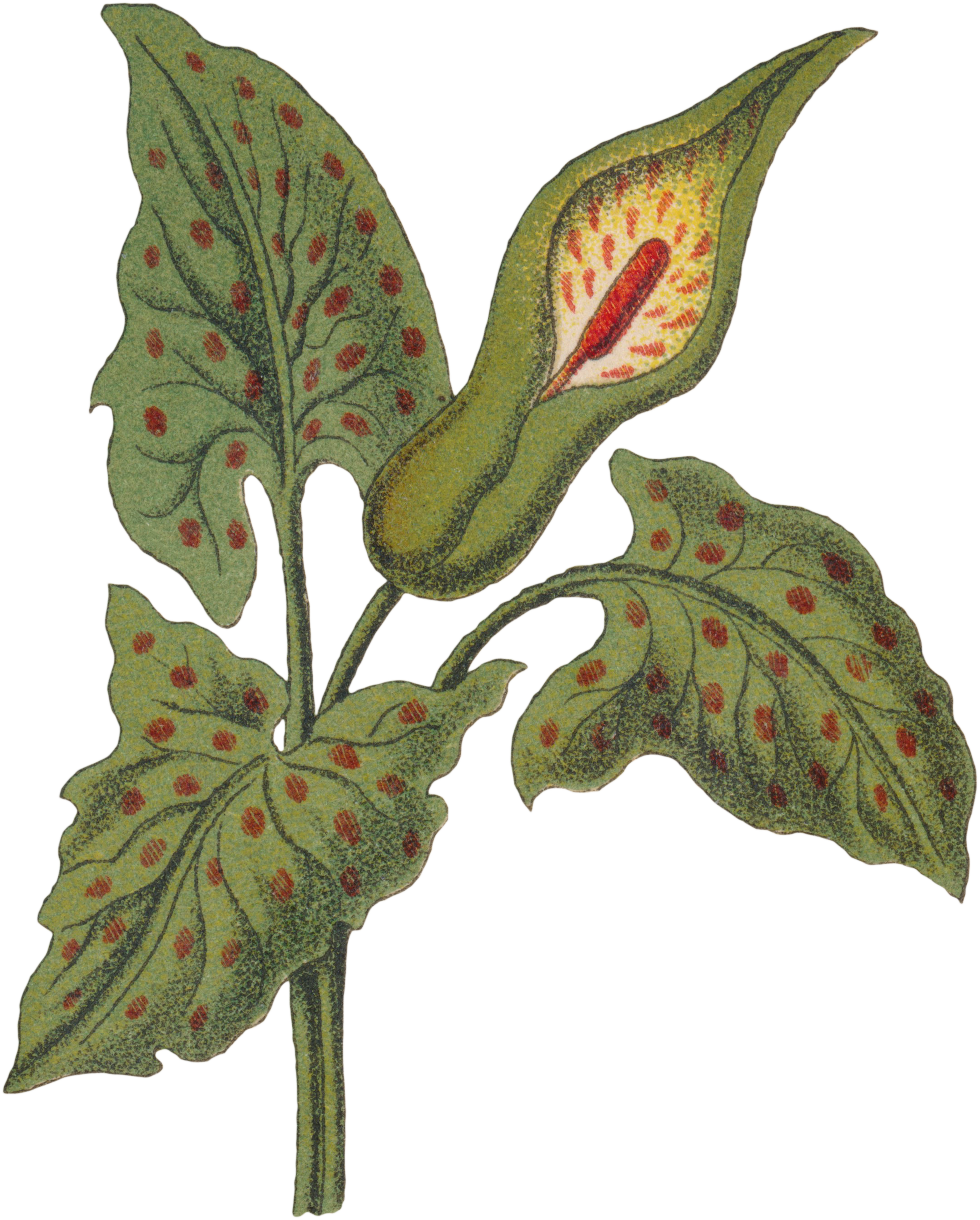 18 Arum maculatum - Cuckoo Pint.png