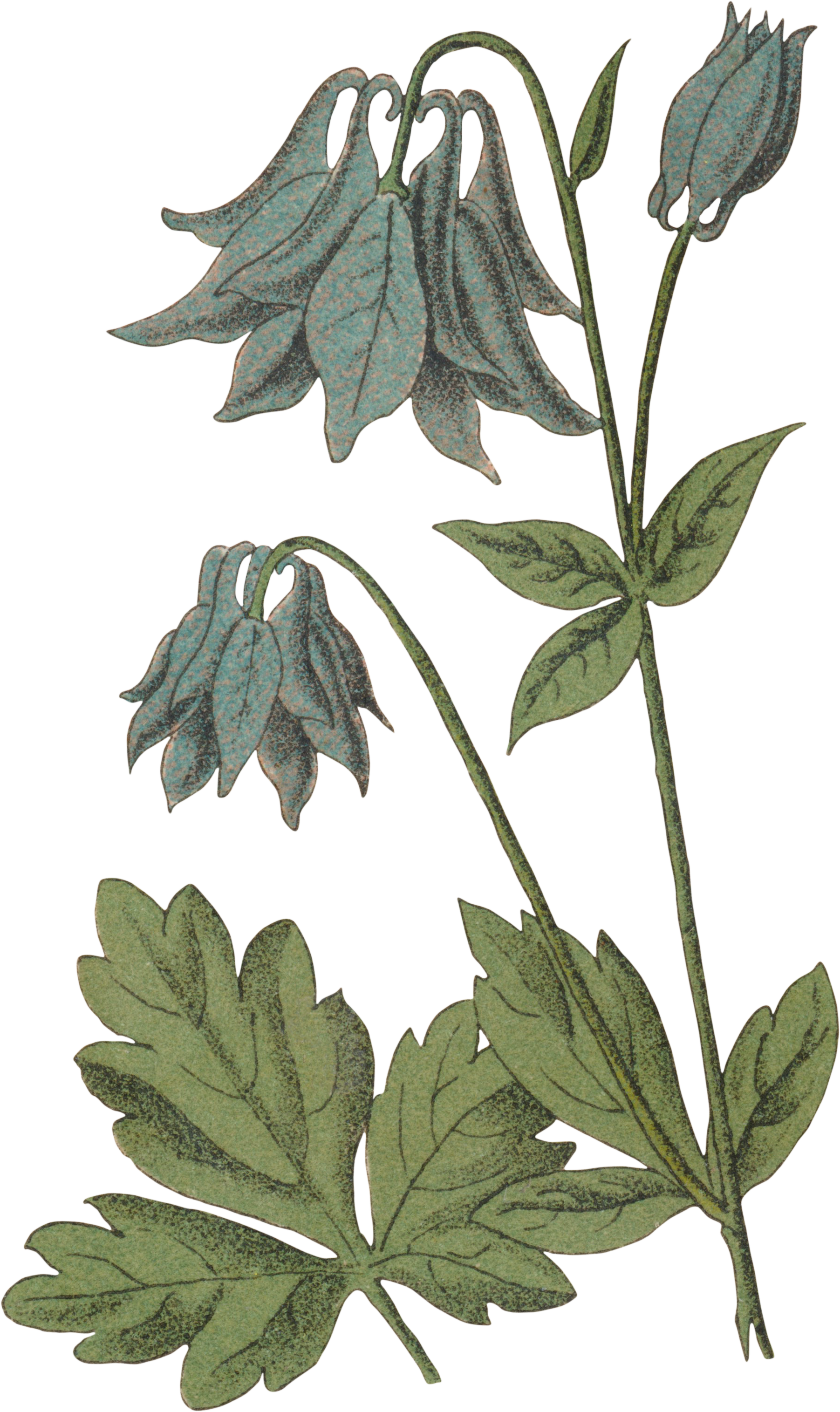 24 Aquilegia vulgaris - Common Columbine.png