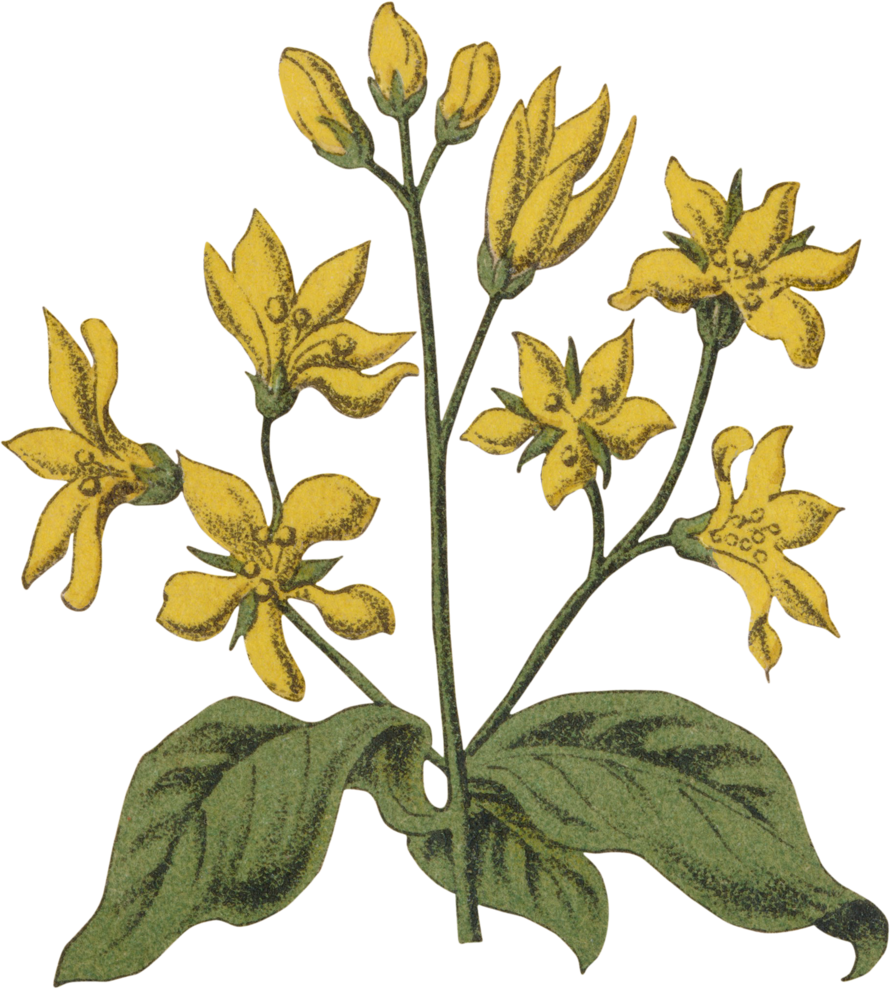 33 Lysimachia vulgaris - Yellow Loosestrife.png