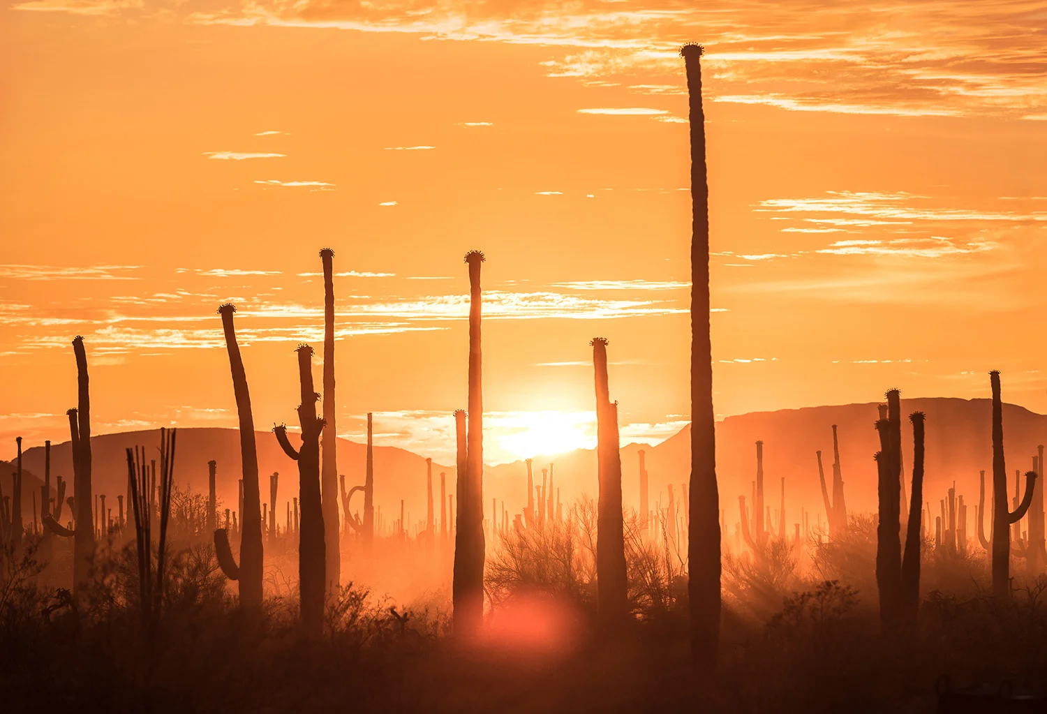 Sunset at Organ Pipe Cactus National Monument