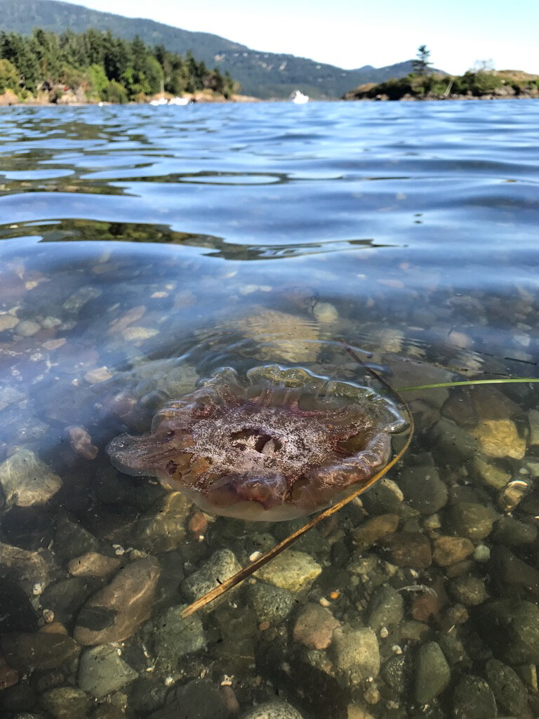 San Juan Islands-13.jpg