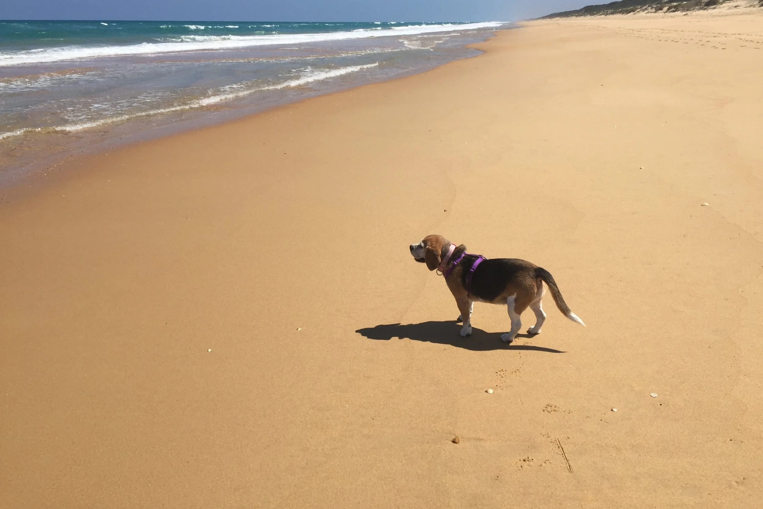 T-18 More than just a calf-tastrophe