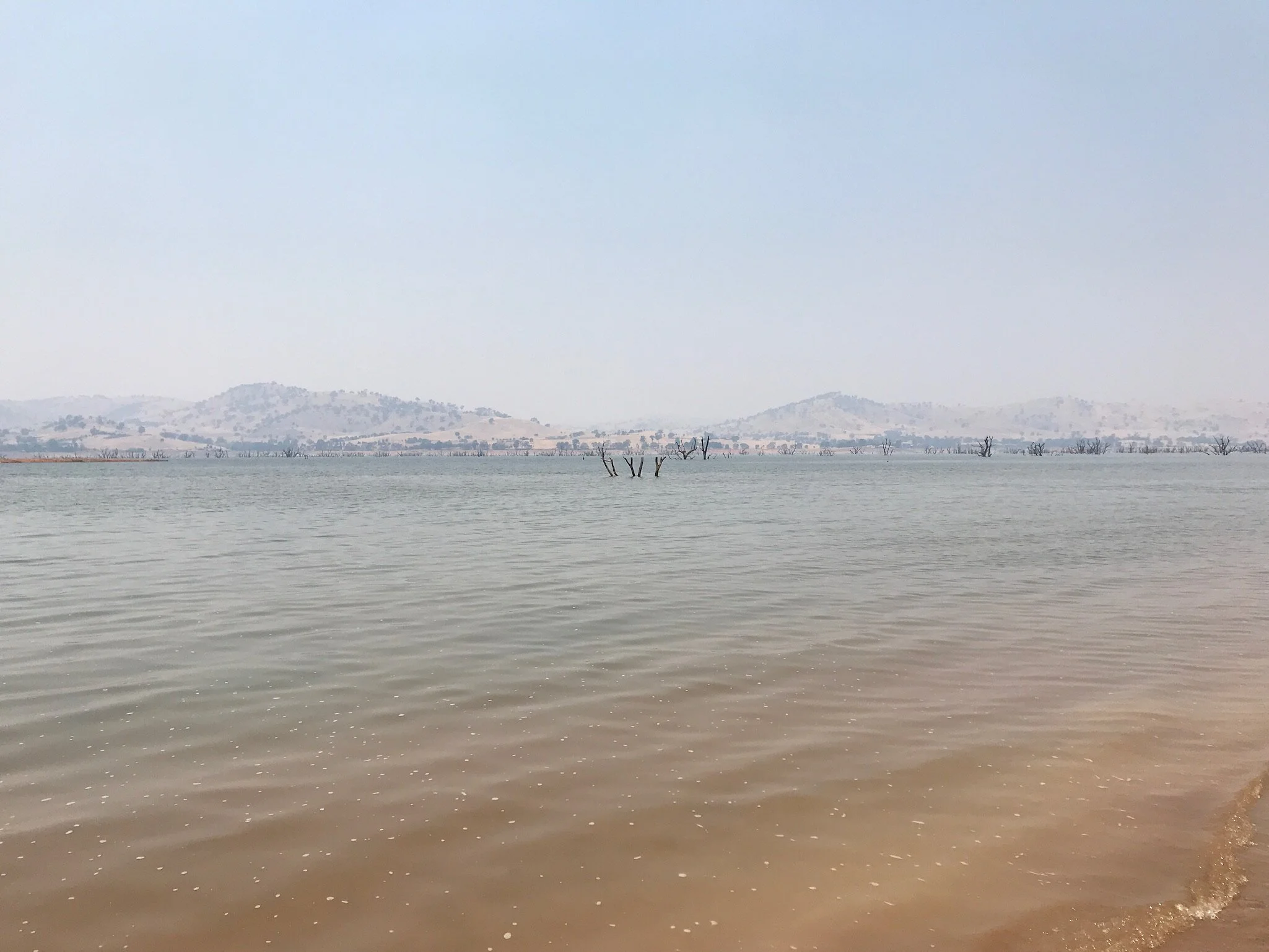 Dead trees in a lake - specifically Lake Hume, the reservoir behind the Hume Dam
