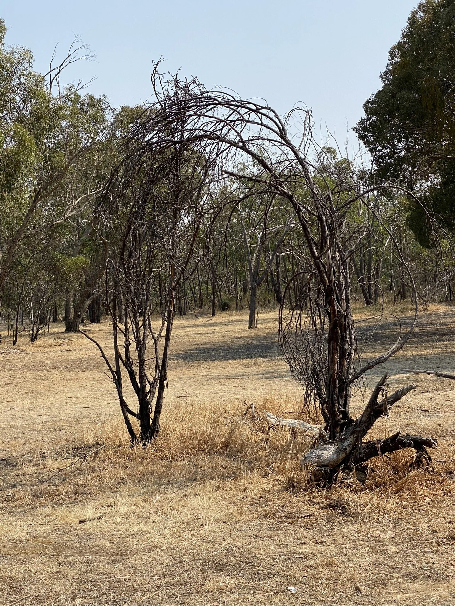 Random tree thing at a rest stop