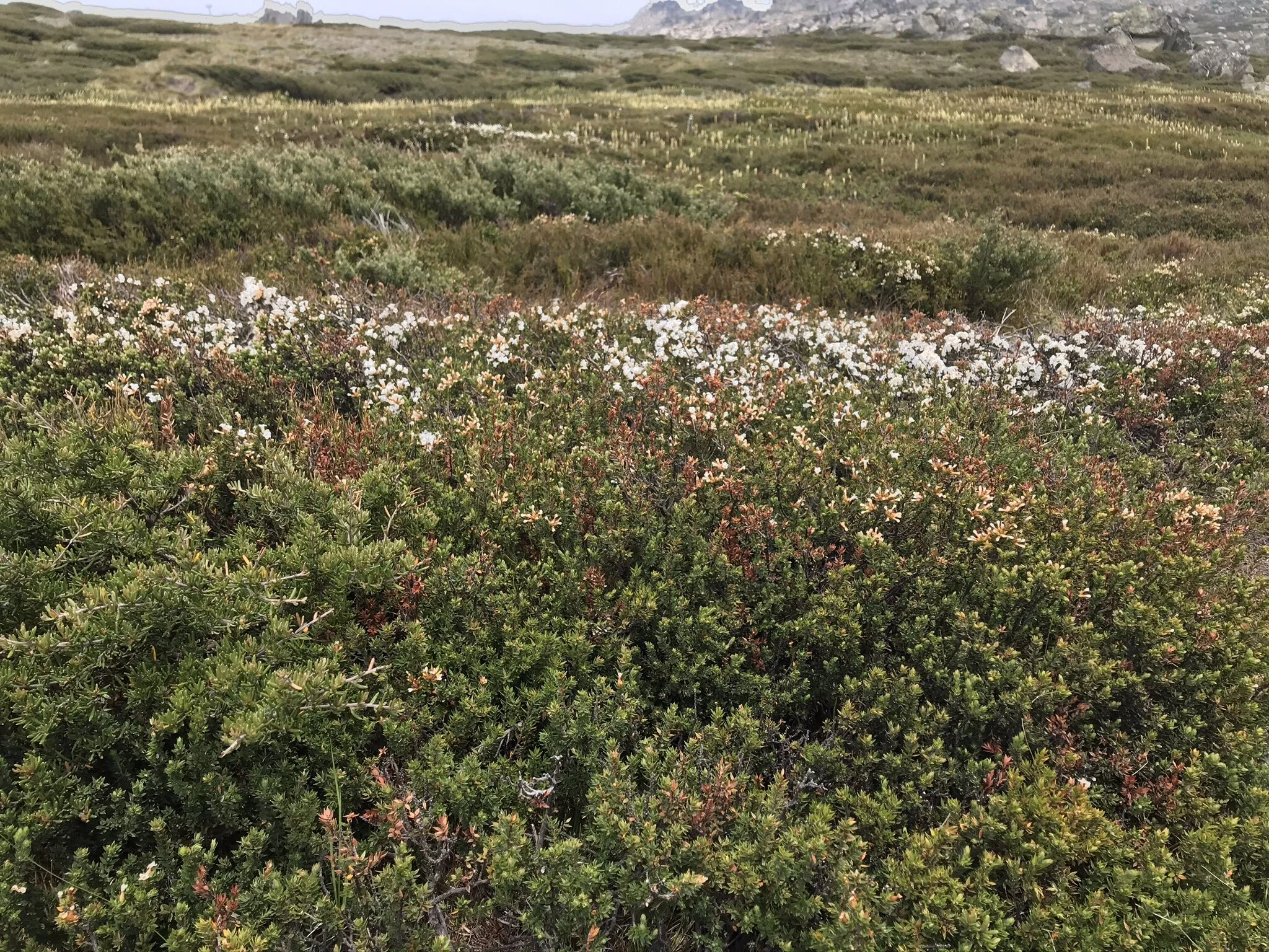 Alpine Wildflowers