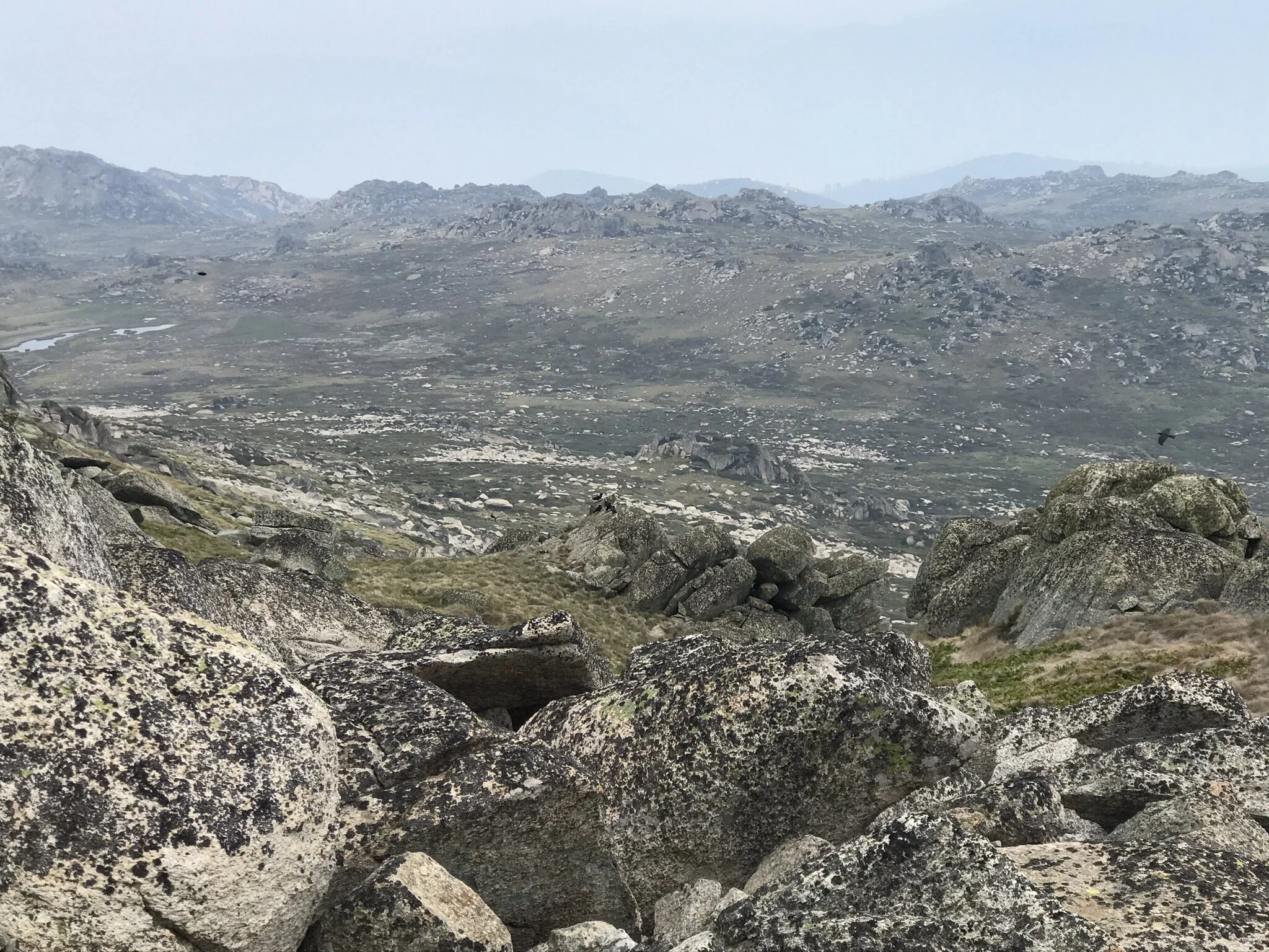 Even at the top of Australia there are crows (or ravens apparently)