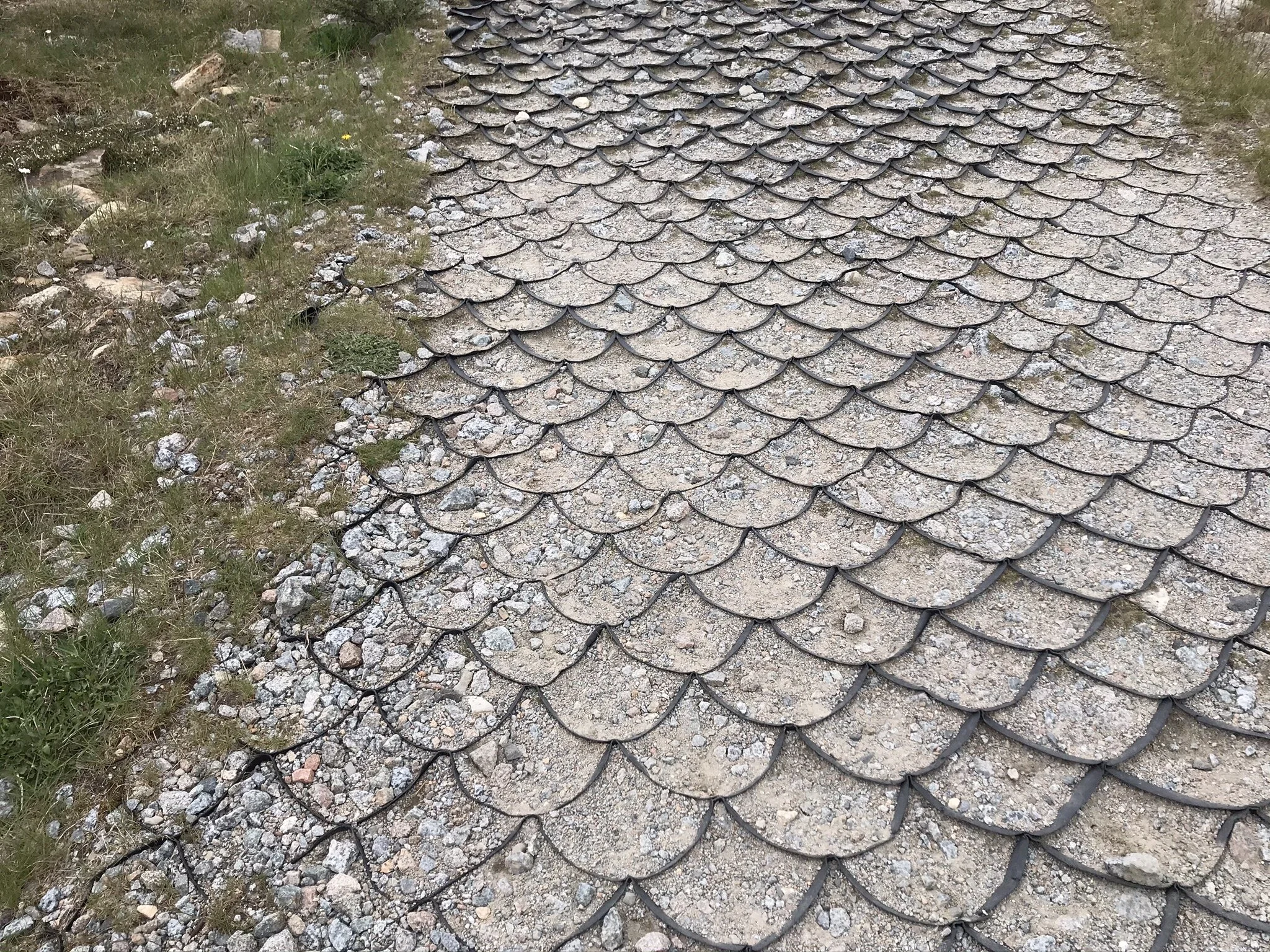 Path 4: the plastic fish scales