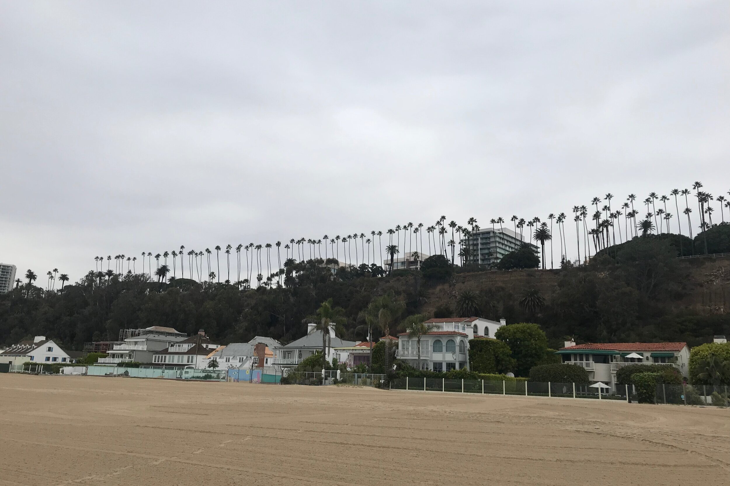  Santa Monica Trees 