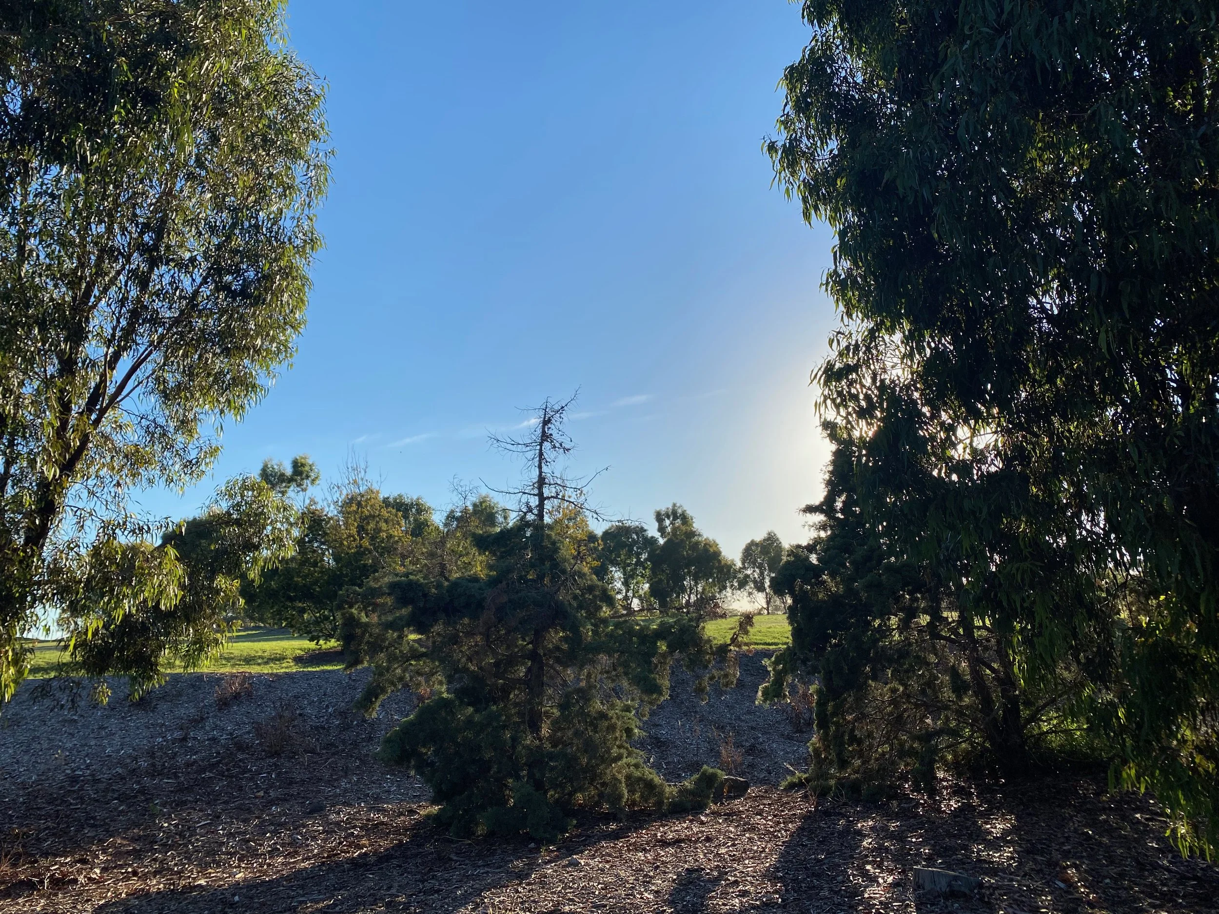 Week 5: These feet are made for walking