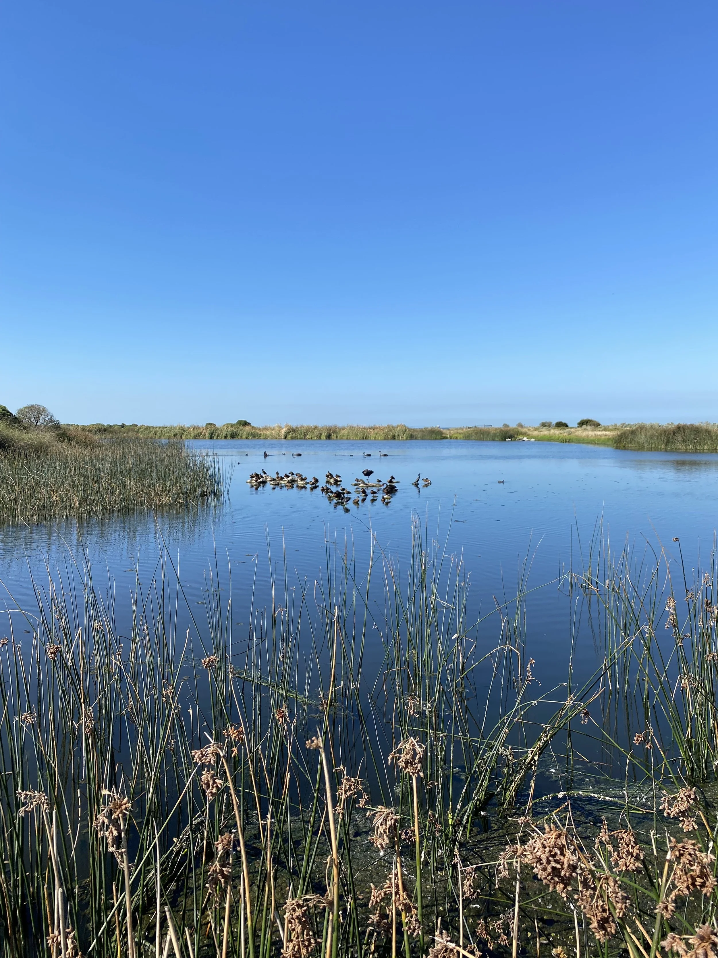 Week 10 and 11: In which we walk