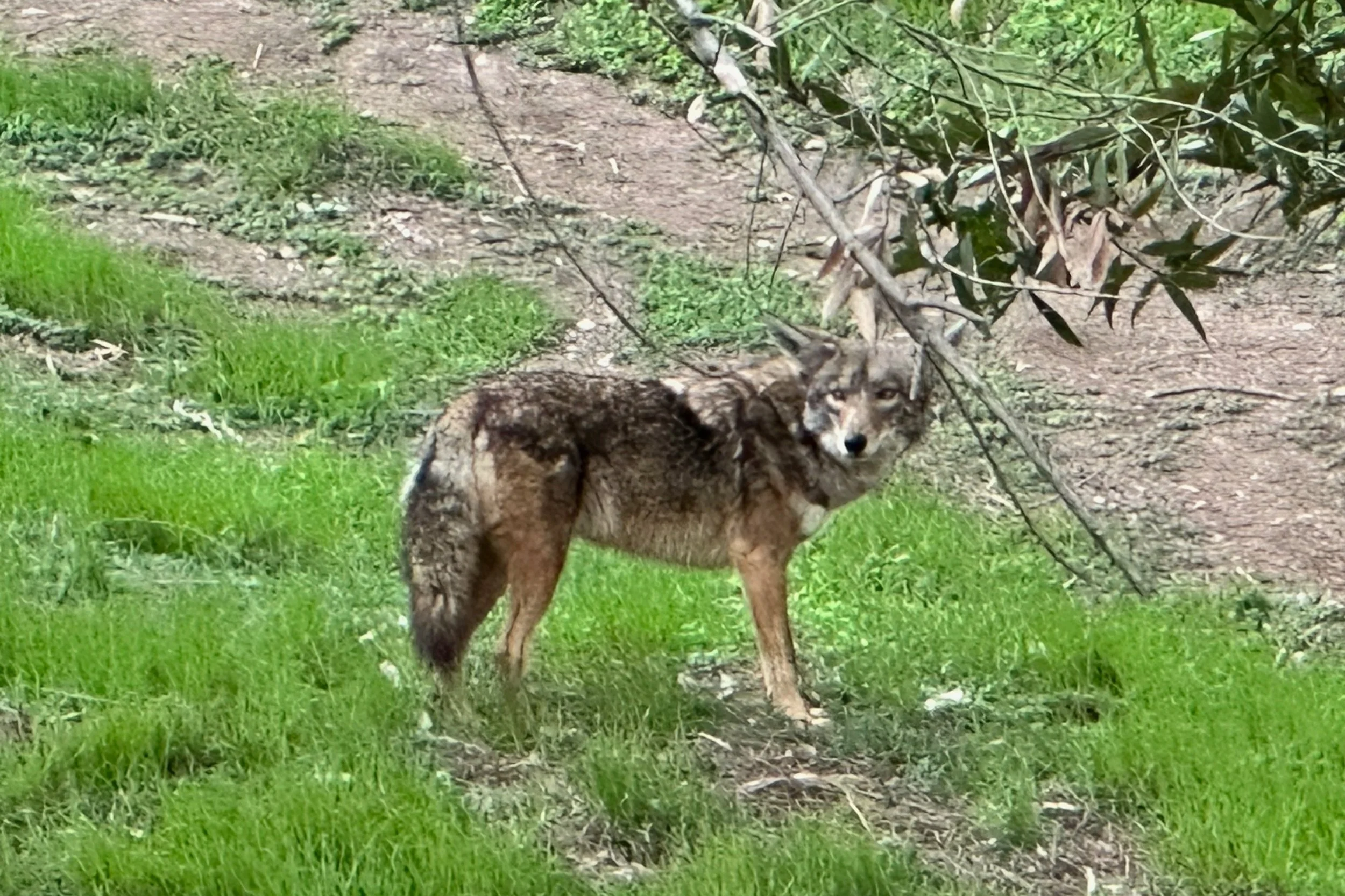 A Coyote