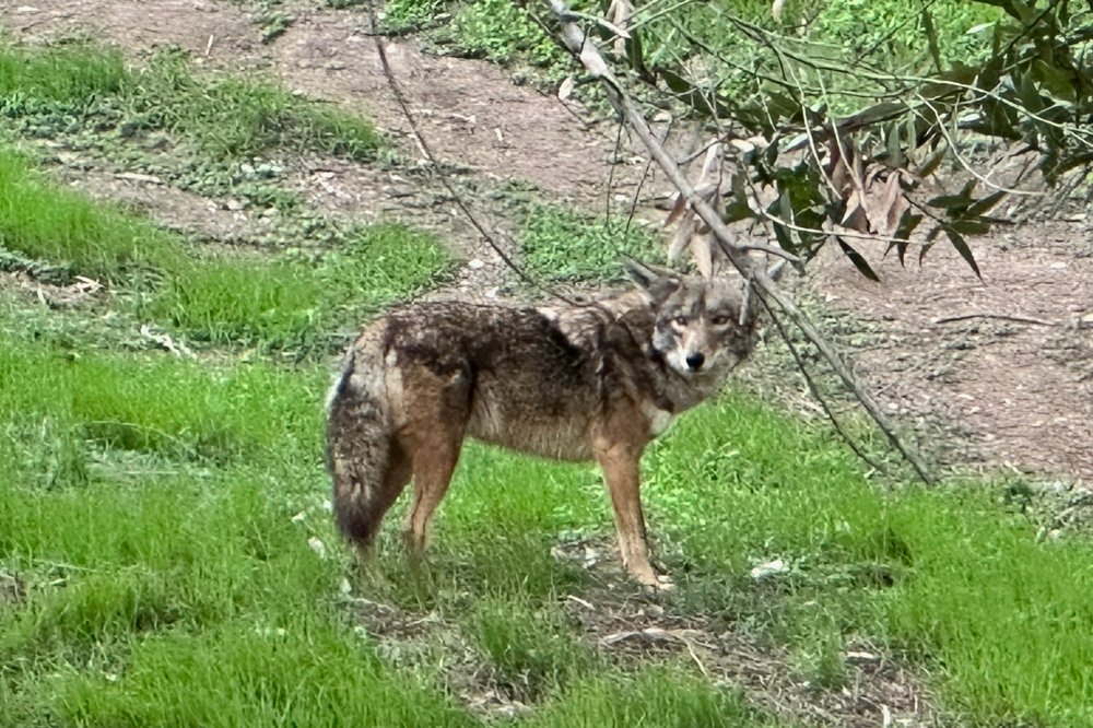 A Coyote