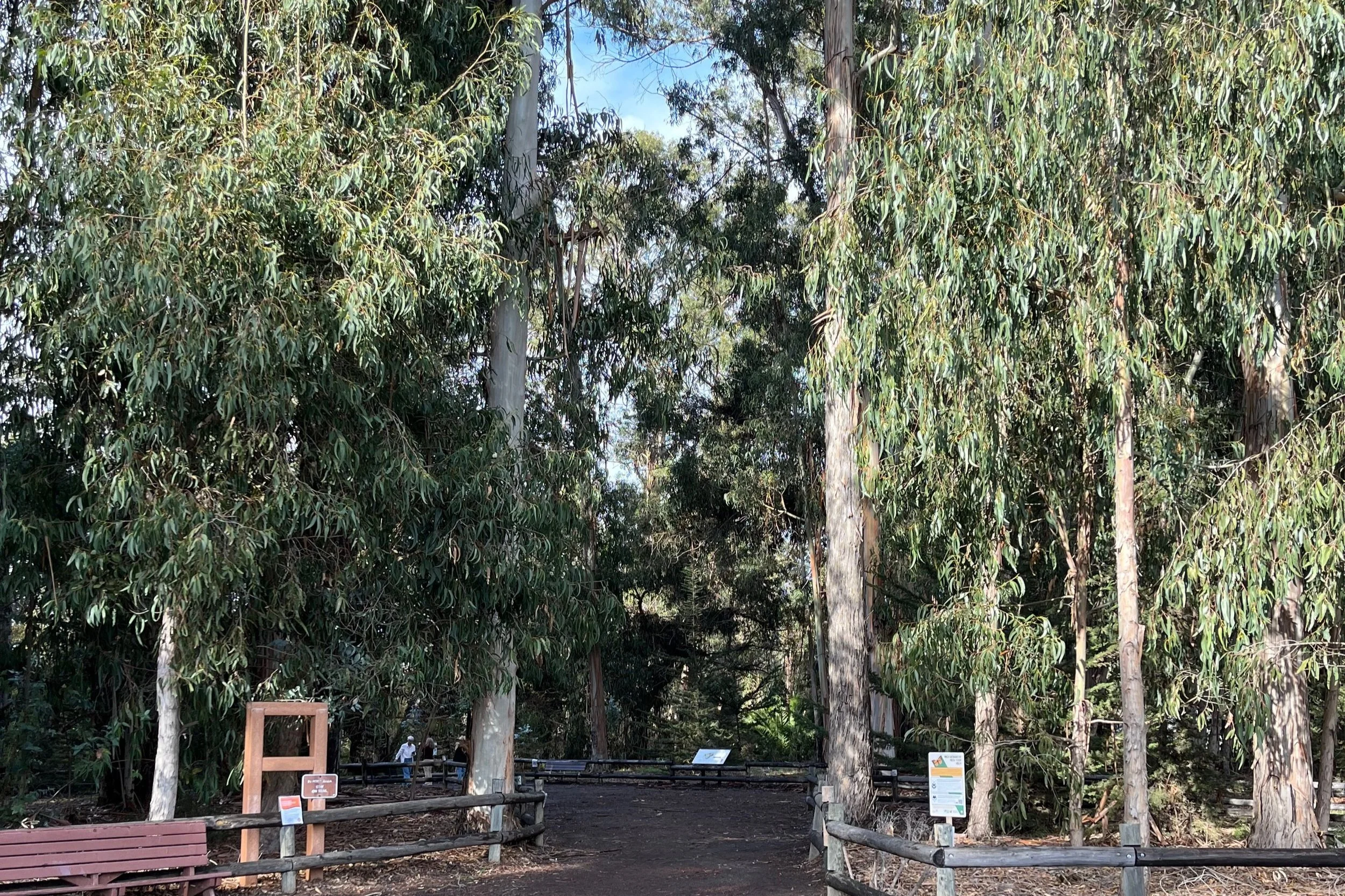 Entering the butterfly grove