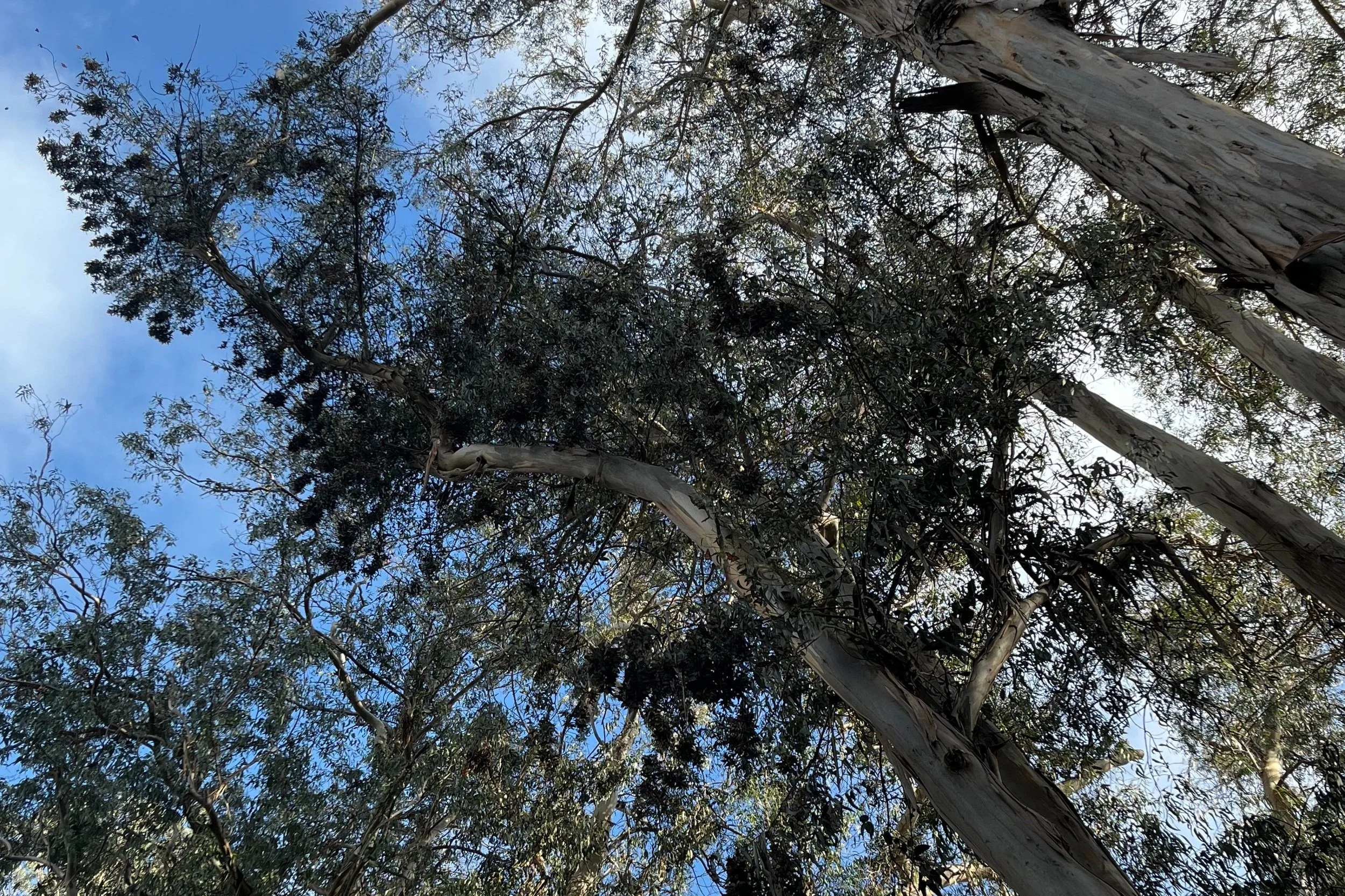 The dark blobs are clusters of butterflies