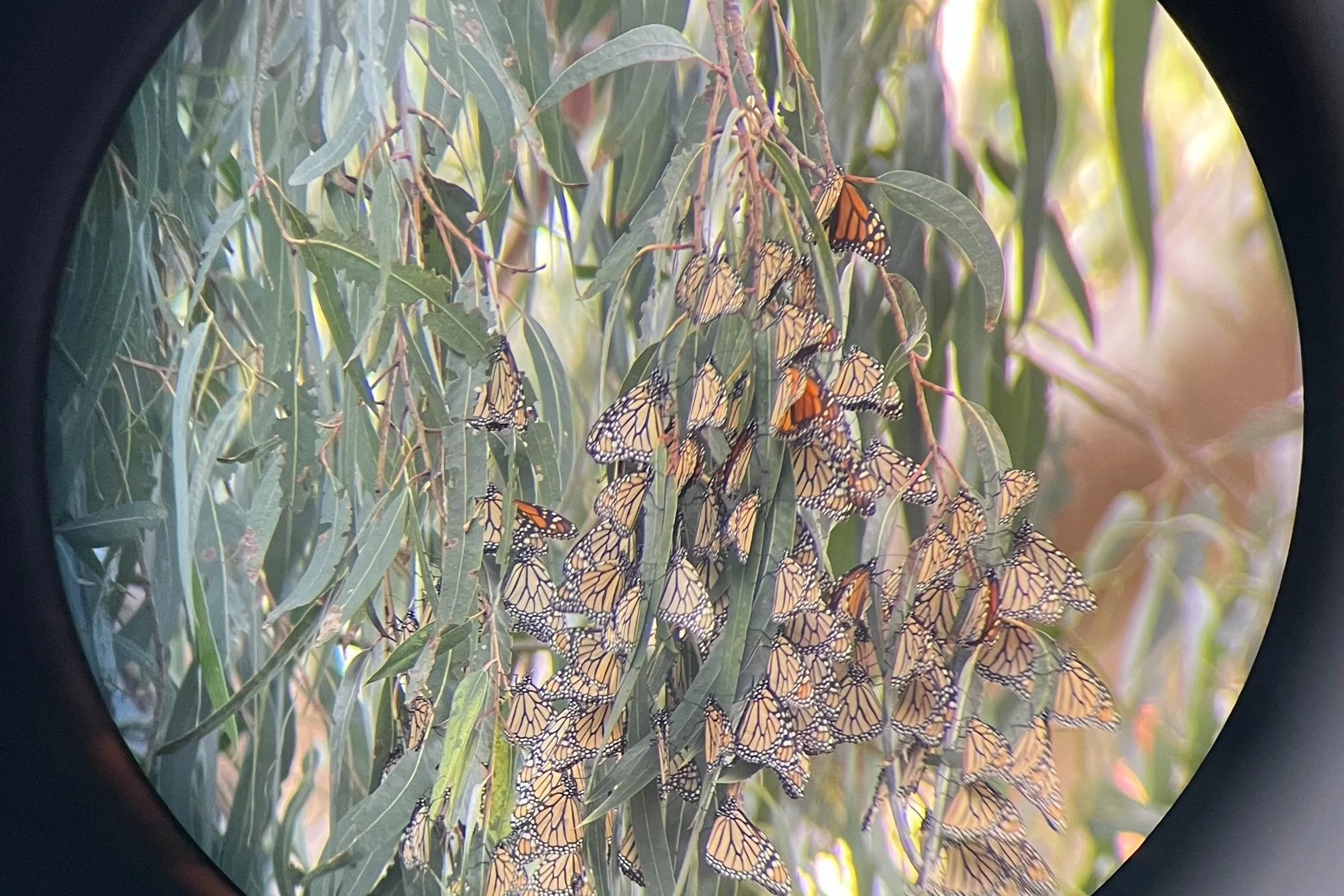 An up close of one of the blobs