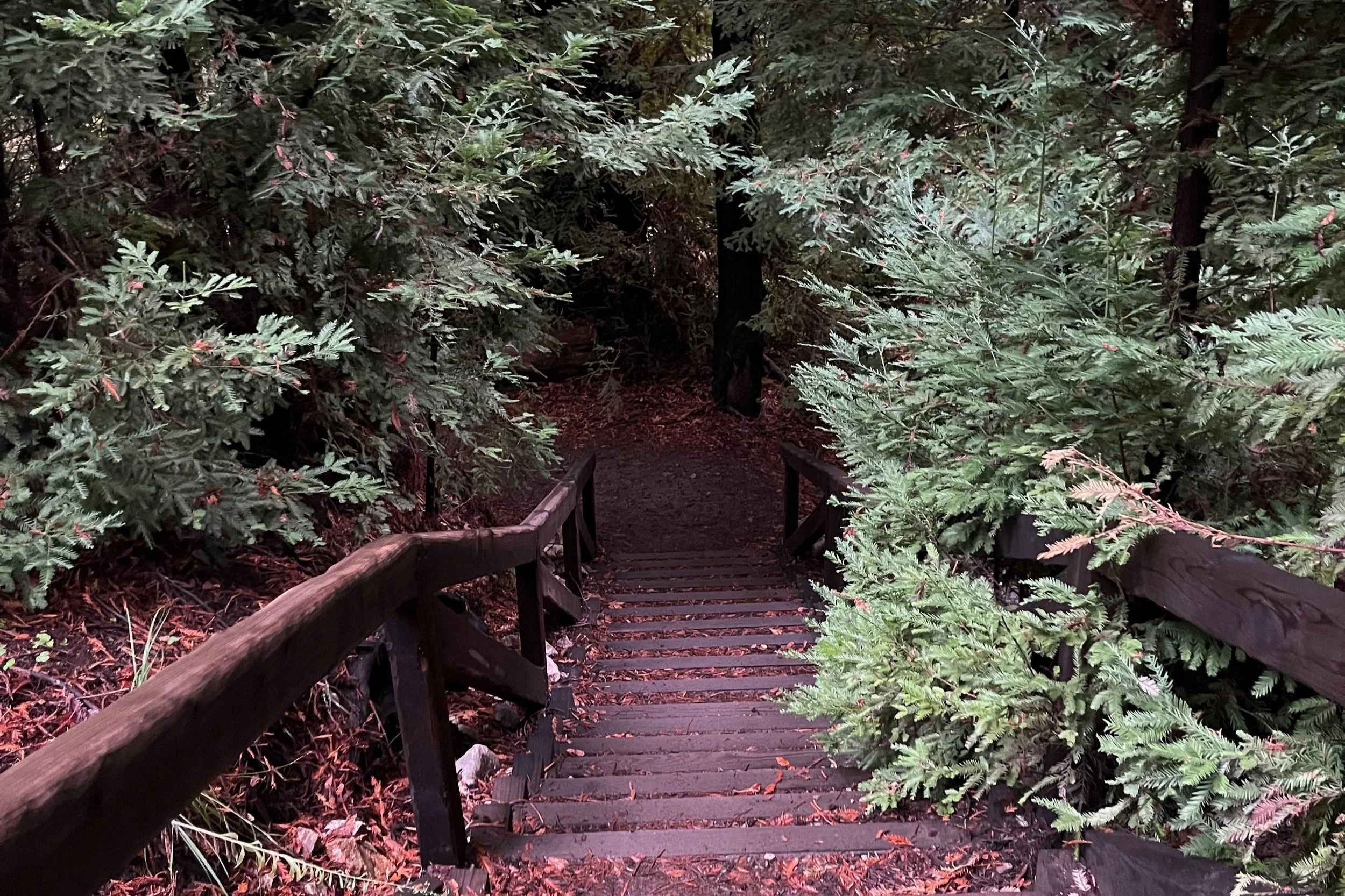 Some stairs in the woods