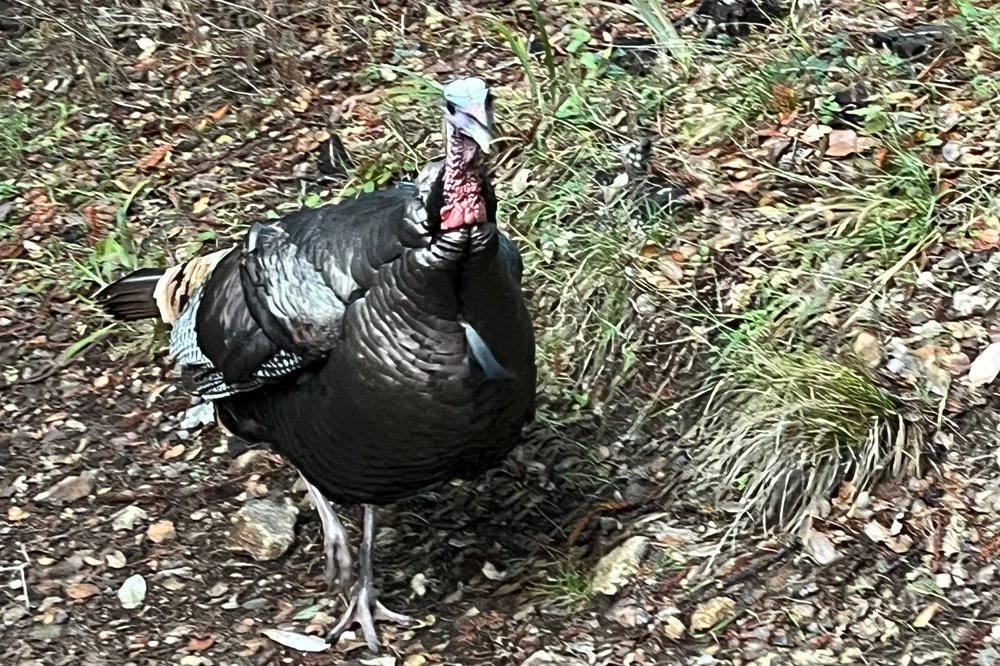 A bloody turkey in the woods