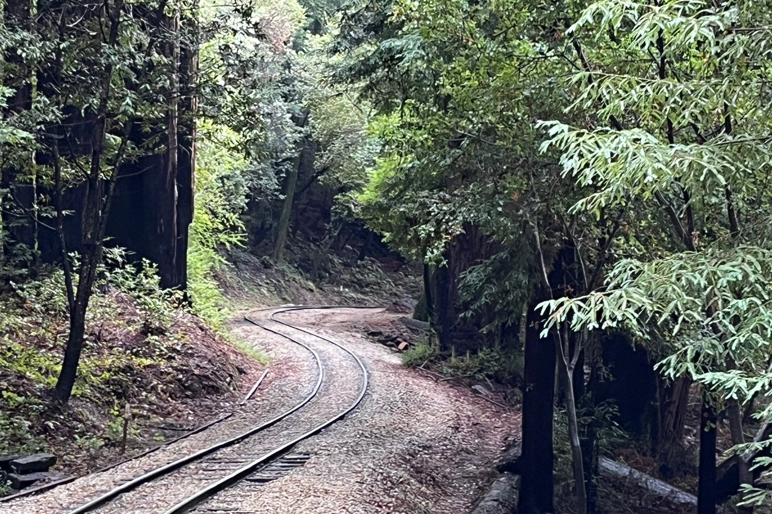 Rail through the Redwoods