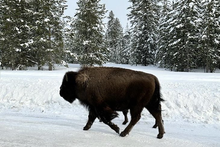 How it ended…Bison ambling down the road on our way to  Bozeman