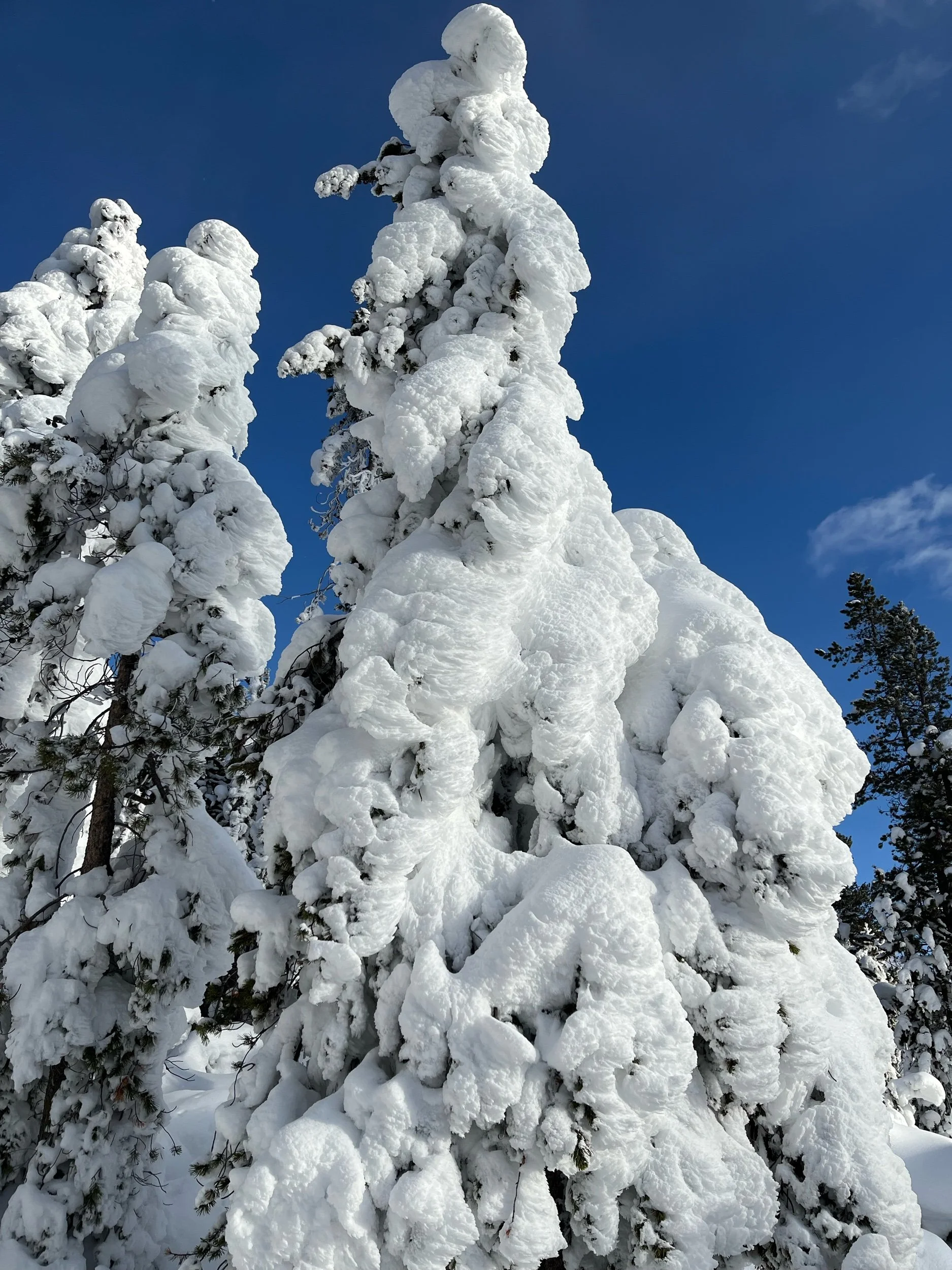 Rime  Ice  again: there was a lot of it being a thermal area with lots of steam and an air temperature of minus 10 C in the warmest part of the day