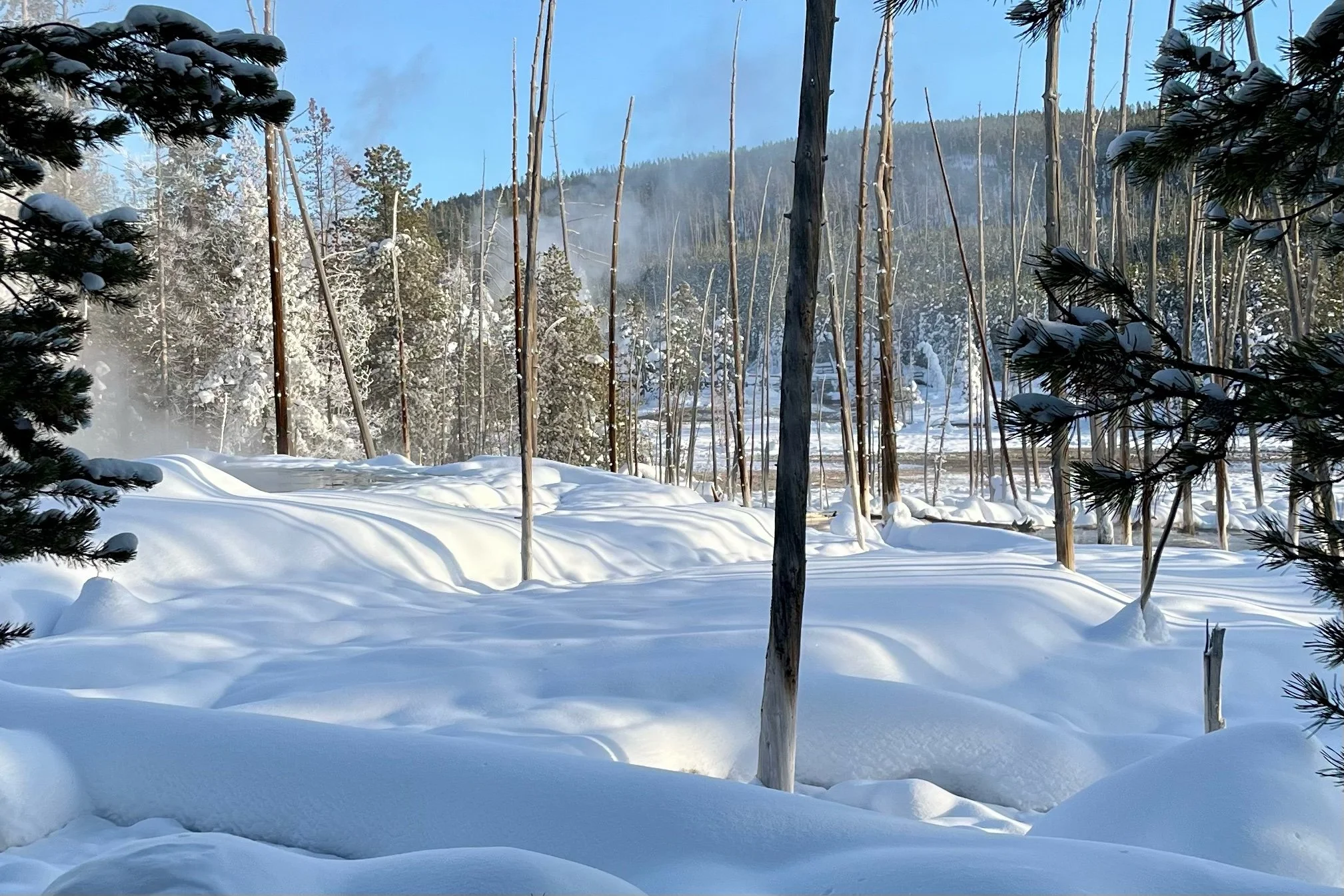Bobby Socks trees - formed when a thermal area moves to where the trees are happily exiting. The tree then ‘drowns’ in silica laden water and calcifies at the base