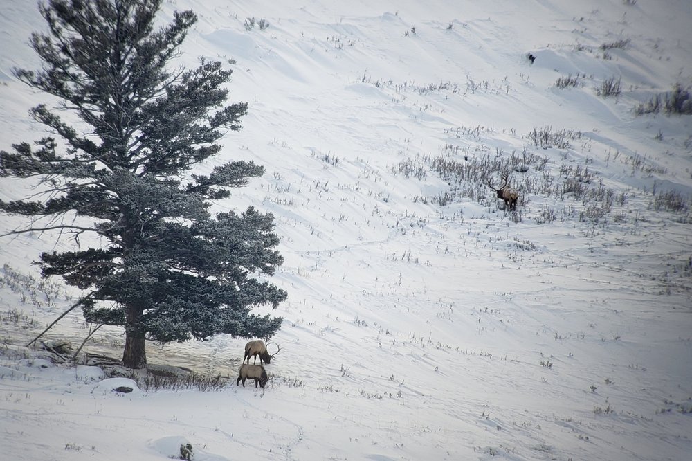 Elk under a tree