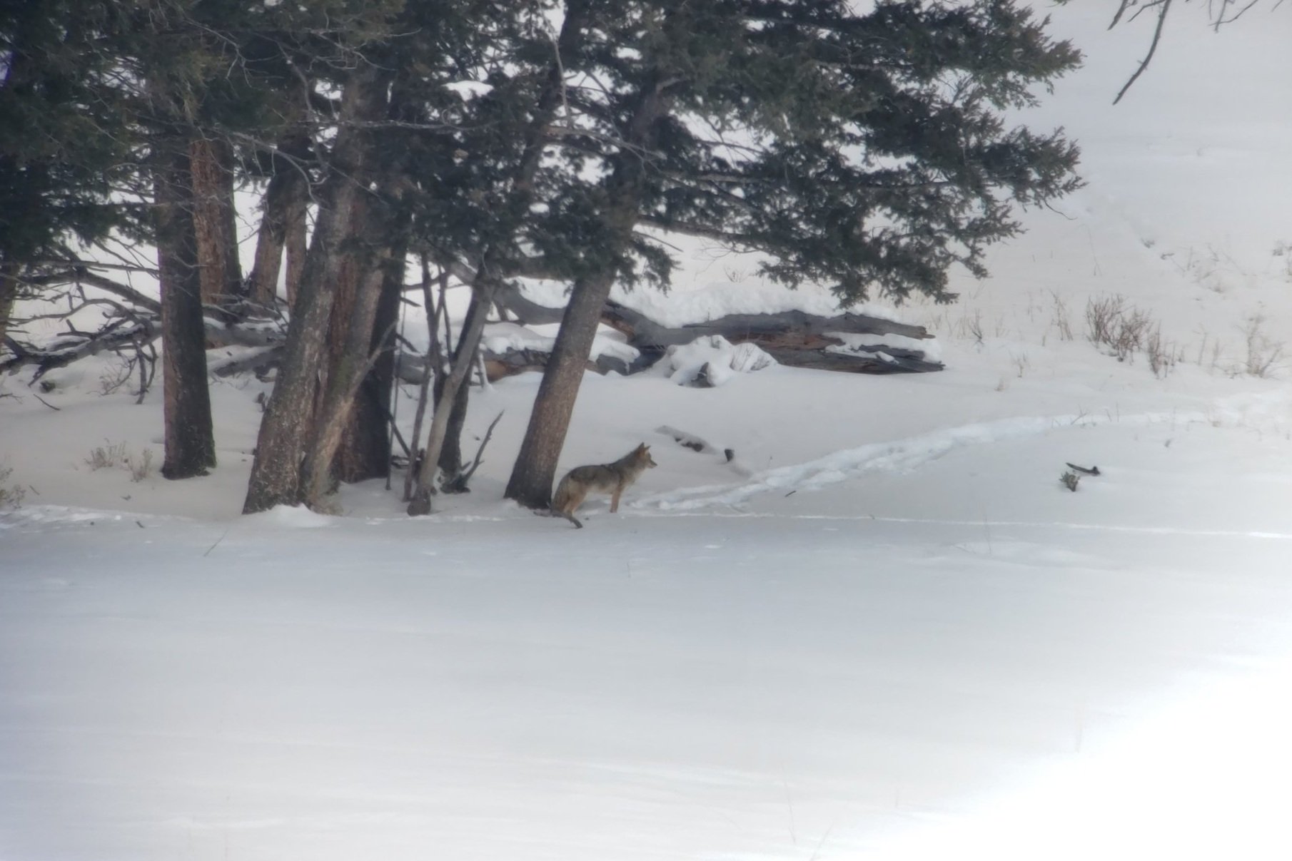 A Coyote...not a wolf