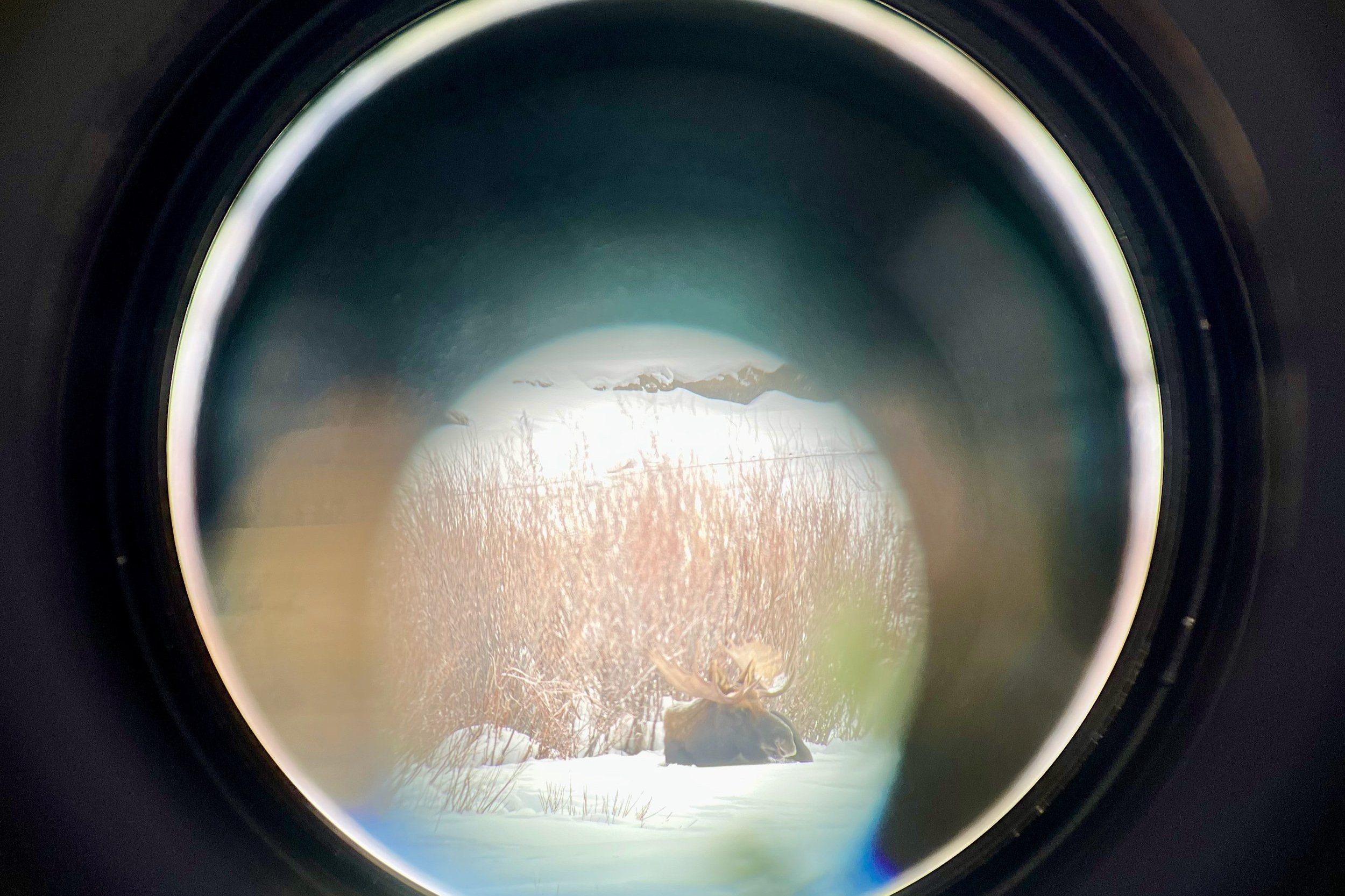 Really dodgy photo down the scope of a moose