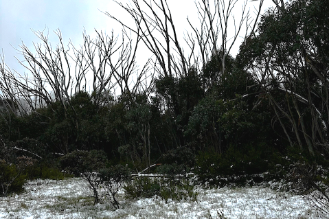 Wild Boar: In Which We Do a Trail Run