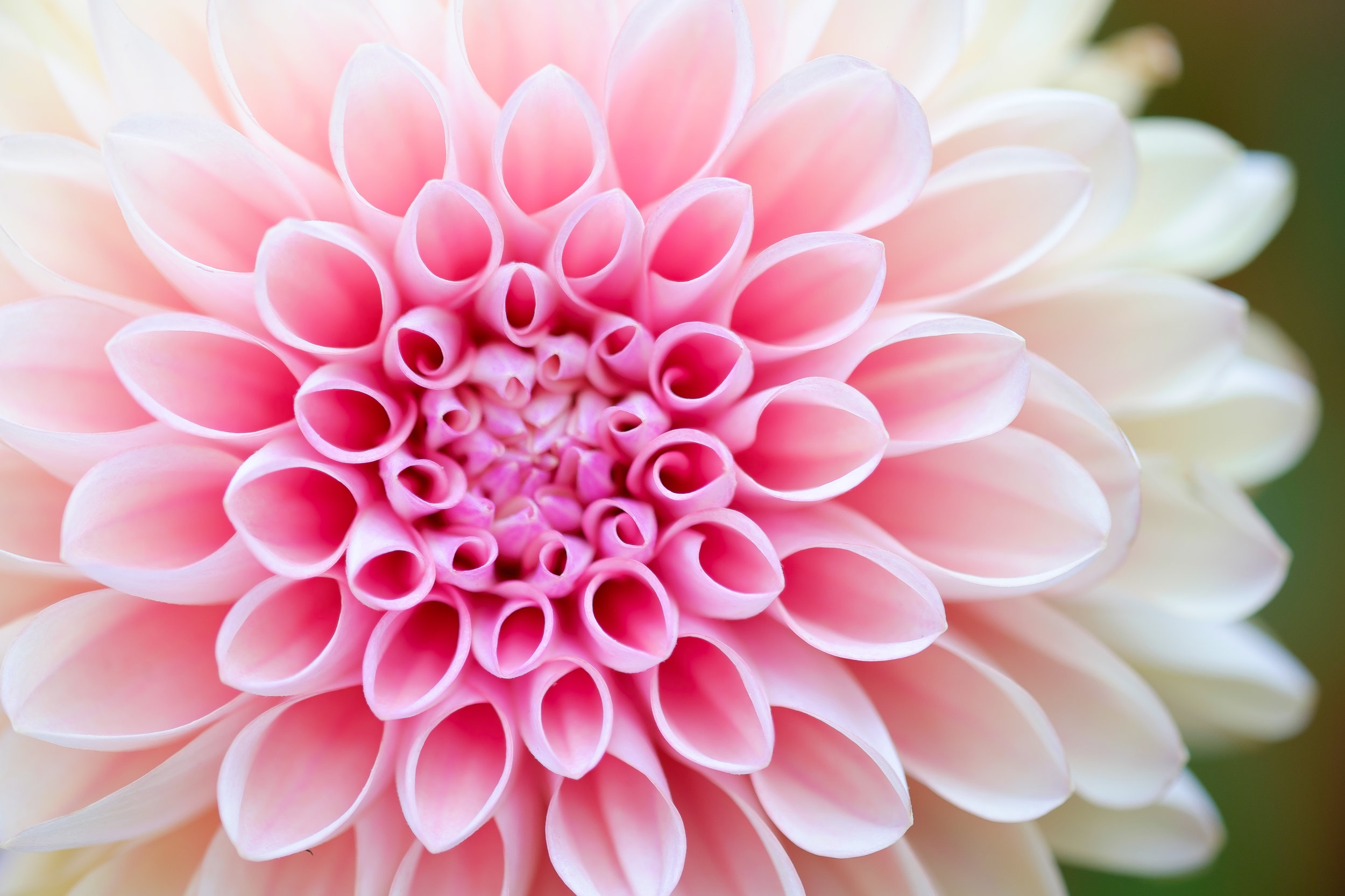 Photo by Akira Hojo on Unsplash