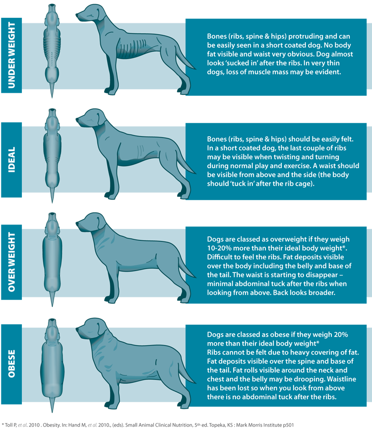 dog weight management